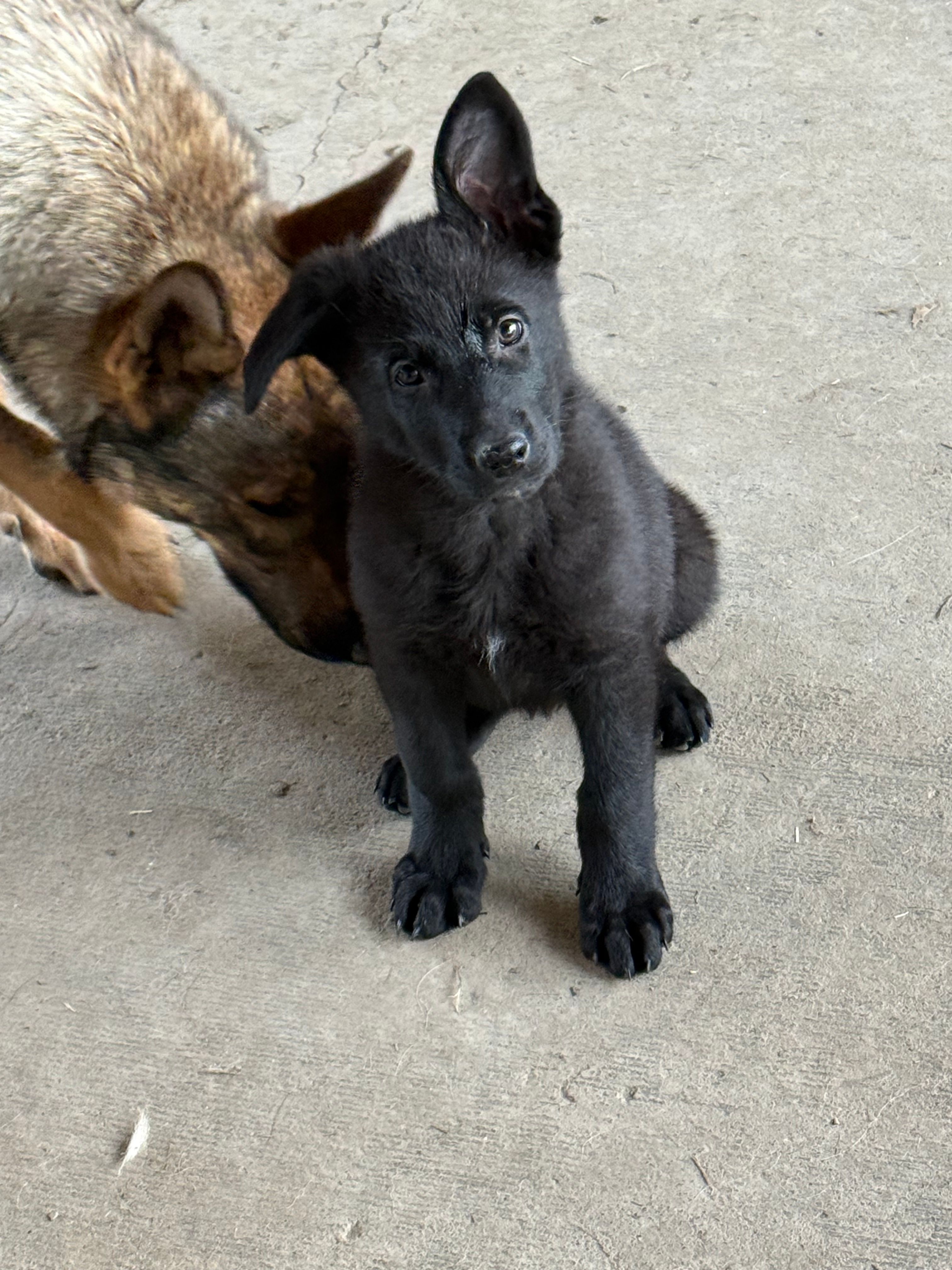 AKC Girl pink  – German Shepherd Dog puppy for sale in Lincoln Park, MI