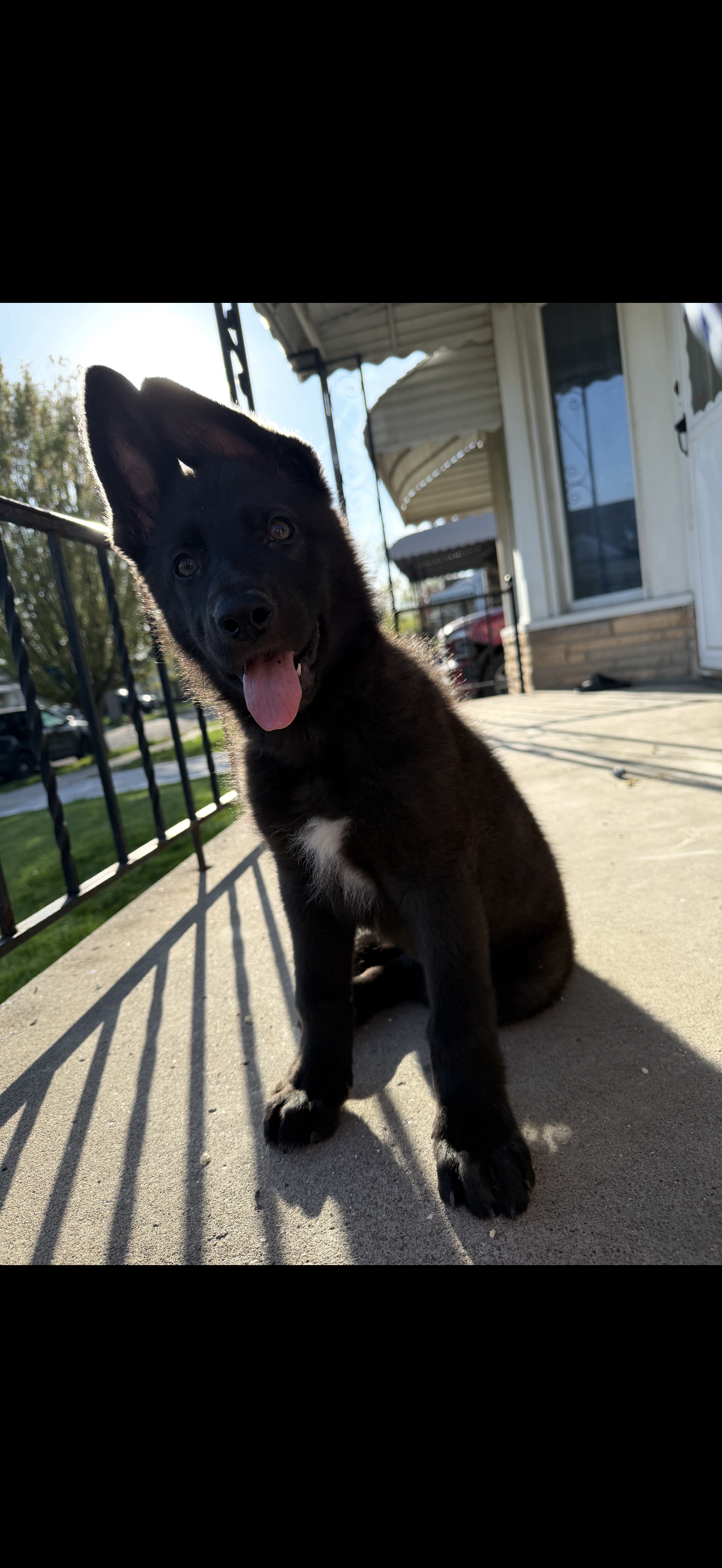 AKC Girl Orange  – German Shepherd Dog puppy for sale in Lincoln Park, MI