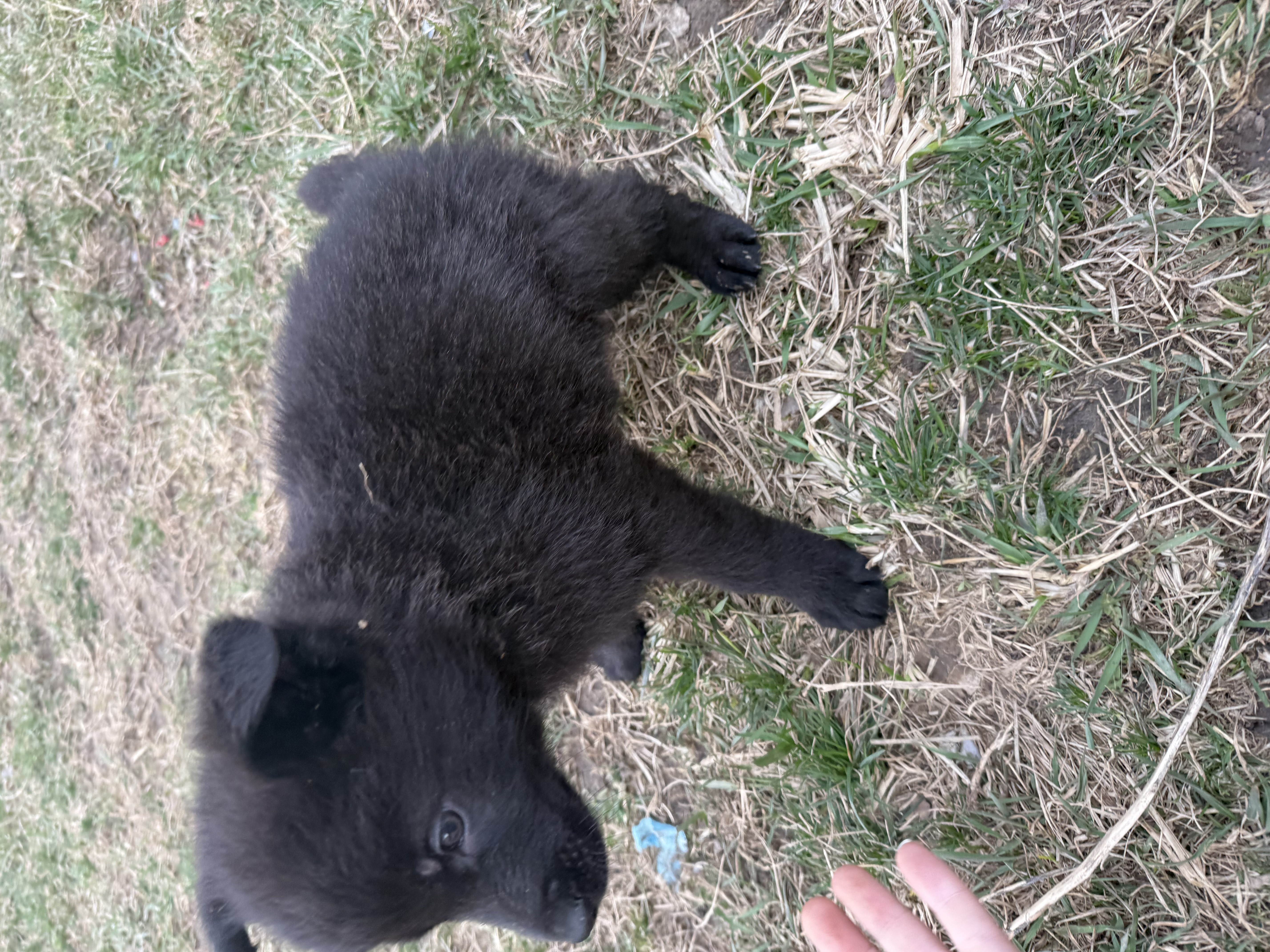 Boy pup – German Shepherd Dog puppy for sale in Lincoln Park, MI