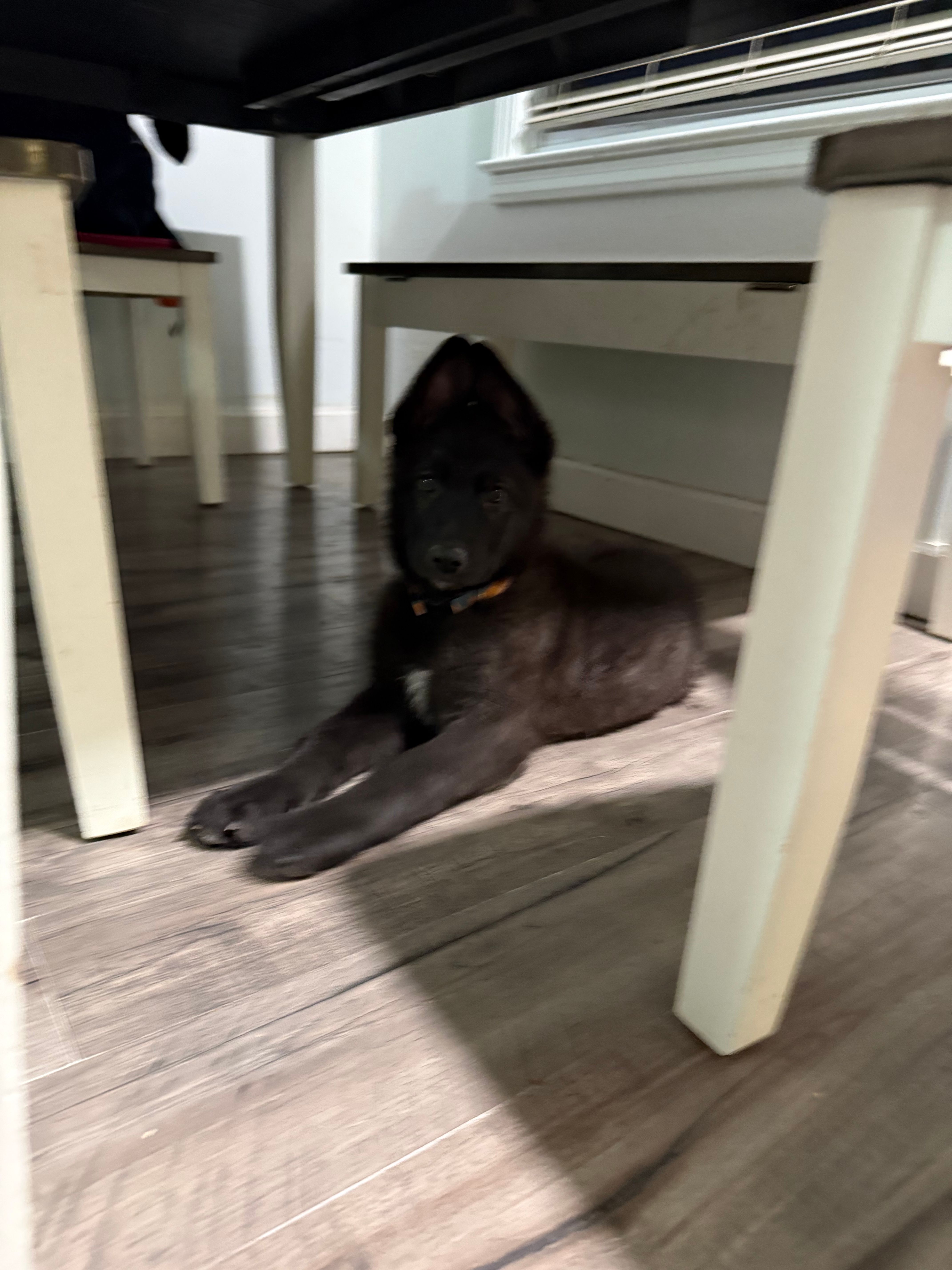 AKC Girl Orange  – German Shepherd Dog puppy for sale in Lincoln Park, MI