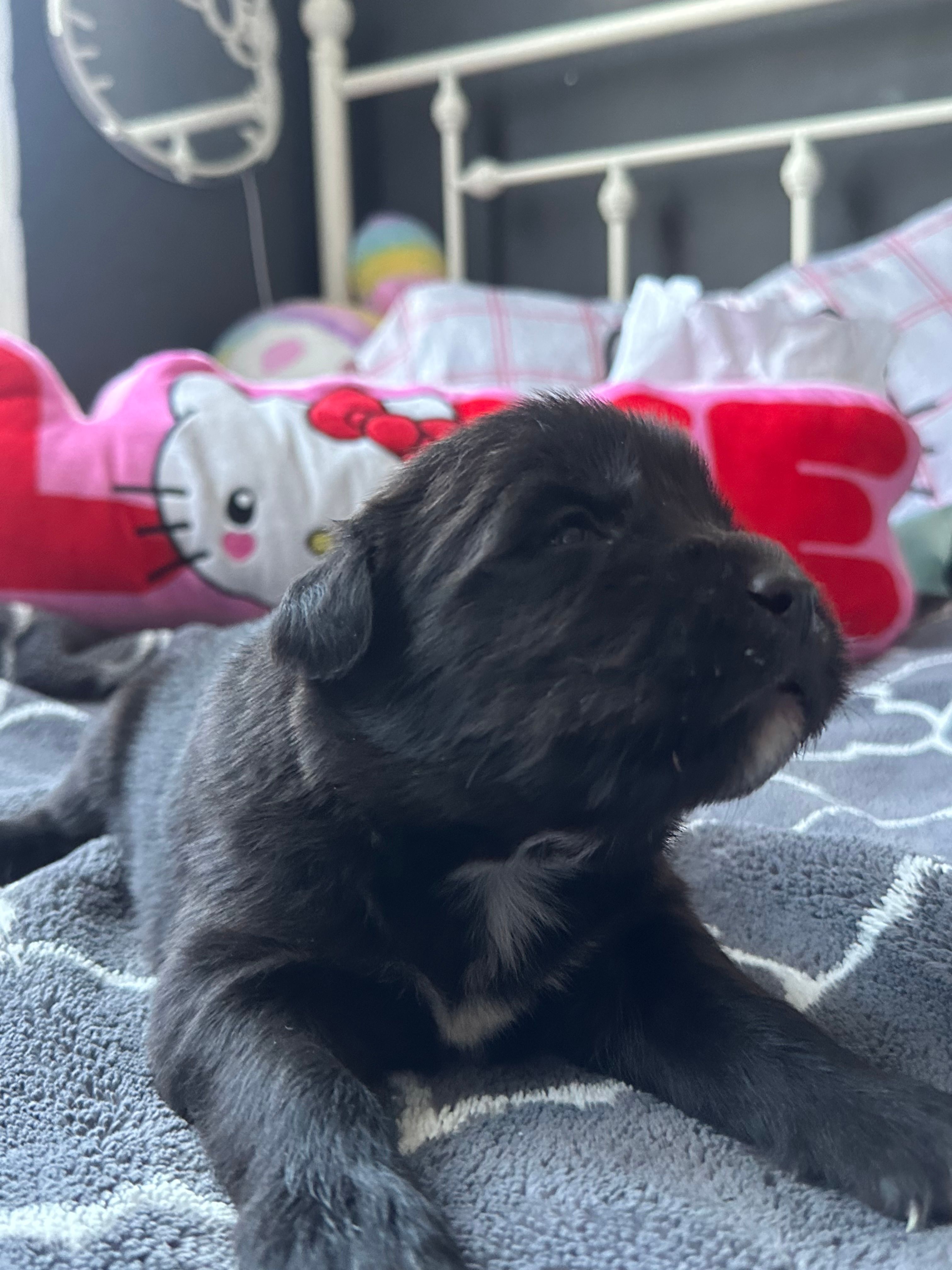 Molly – Labrador Retriever, Poodle - Standard  puppy for sale in Los Angeles, CA