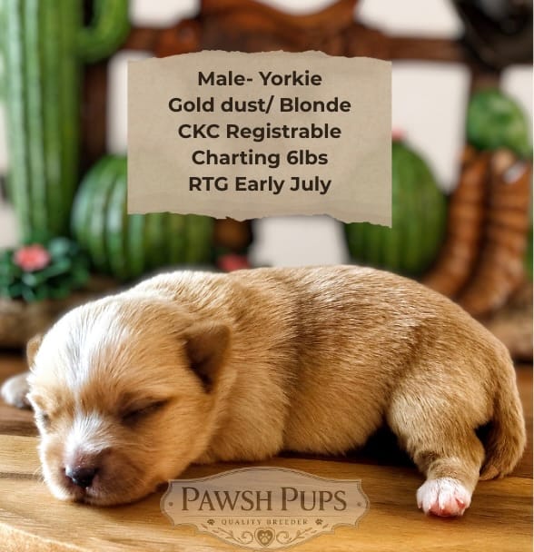 Everett – Yorkshire Terrier puppy for sale in San Antonio, TX