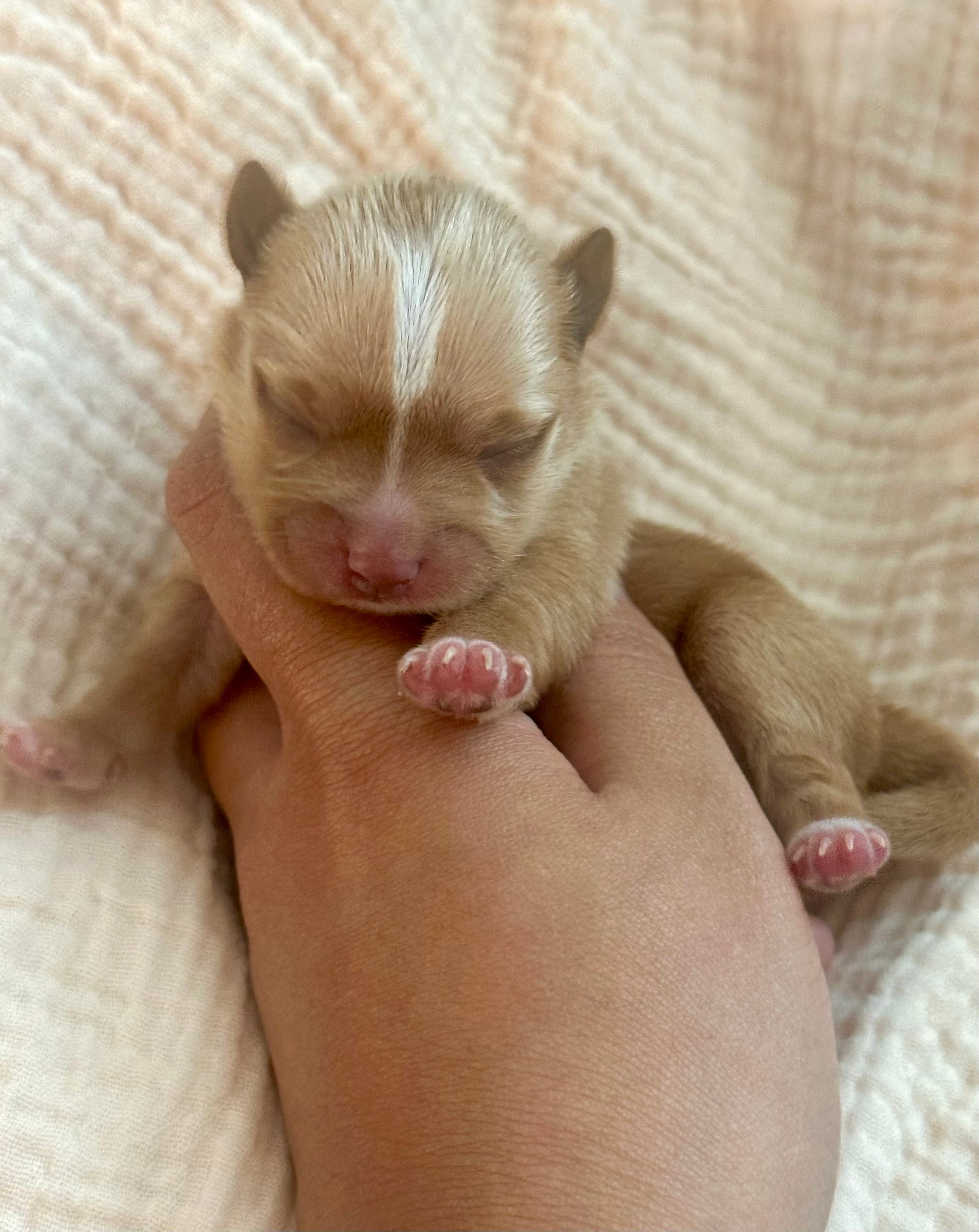 Everett – Yorkshire Terrier puppy for sale in San Antonio, TX