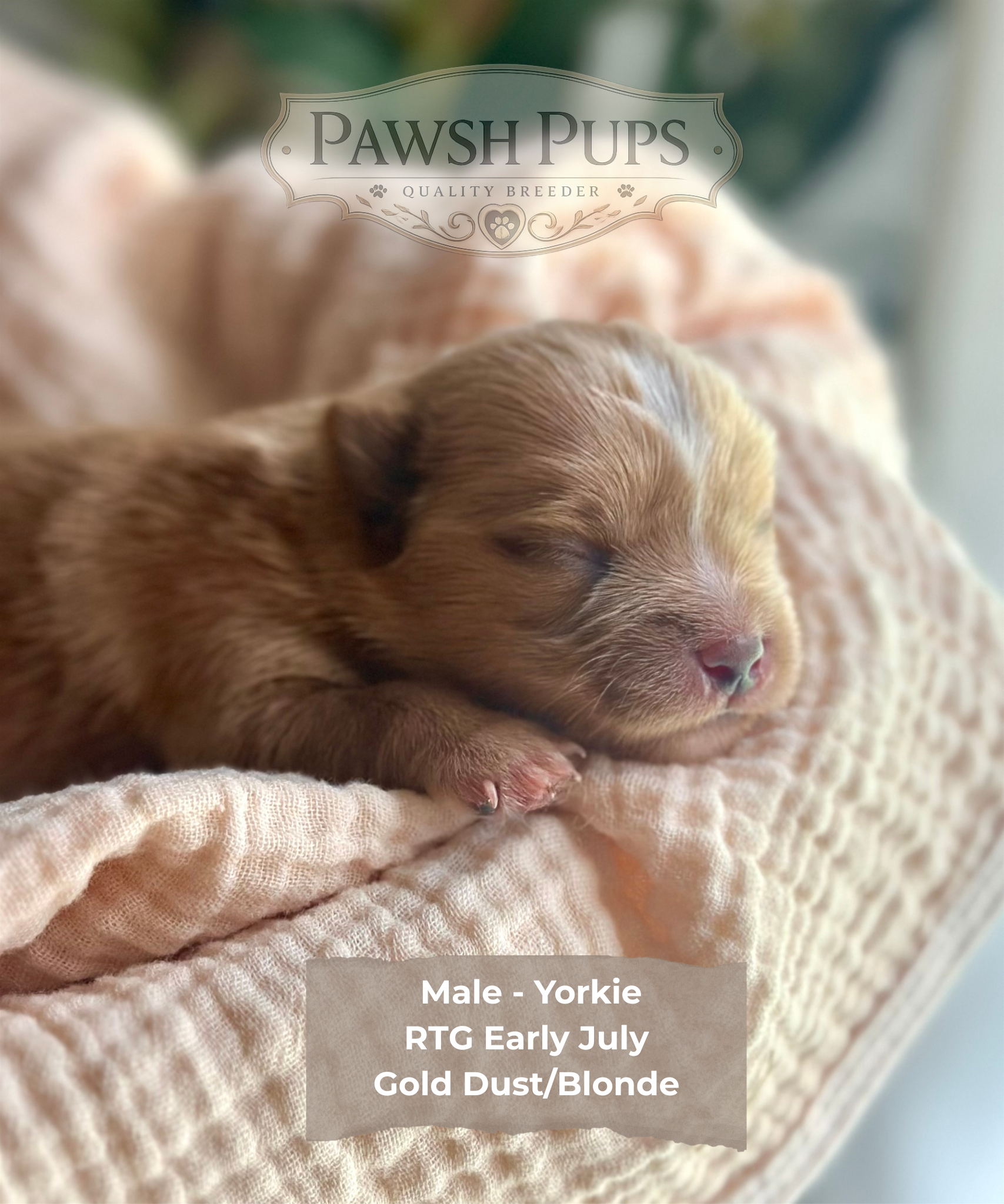 Everett – Yorkshire Terrier puppy for sale in San Antonio, TX