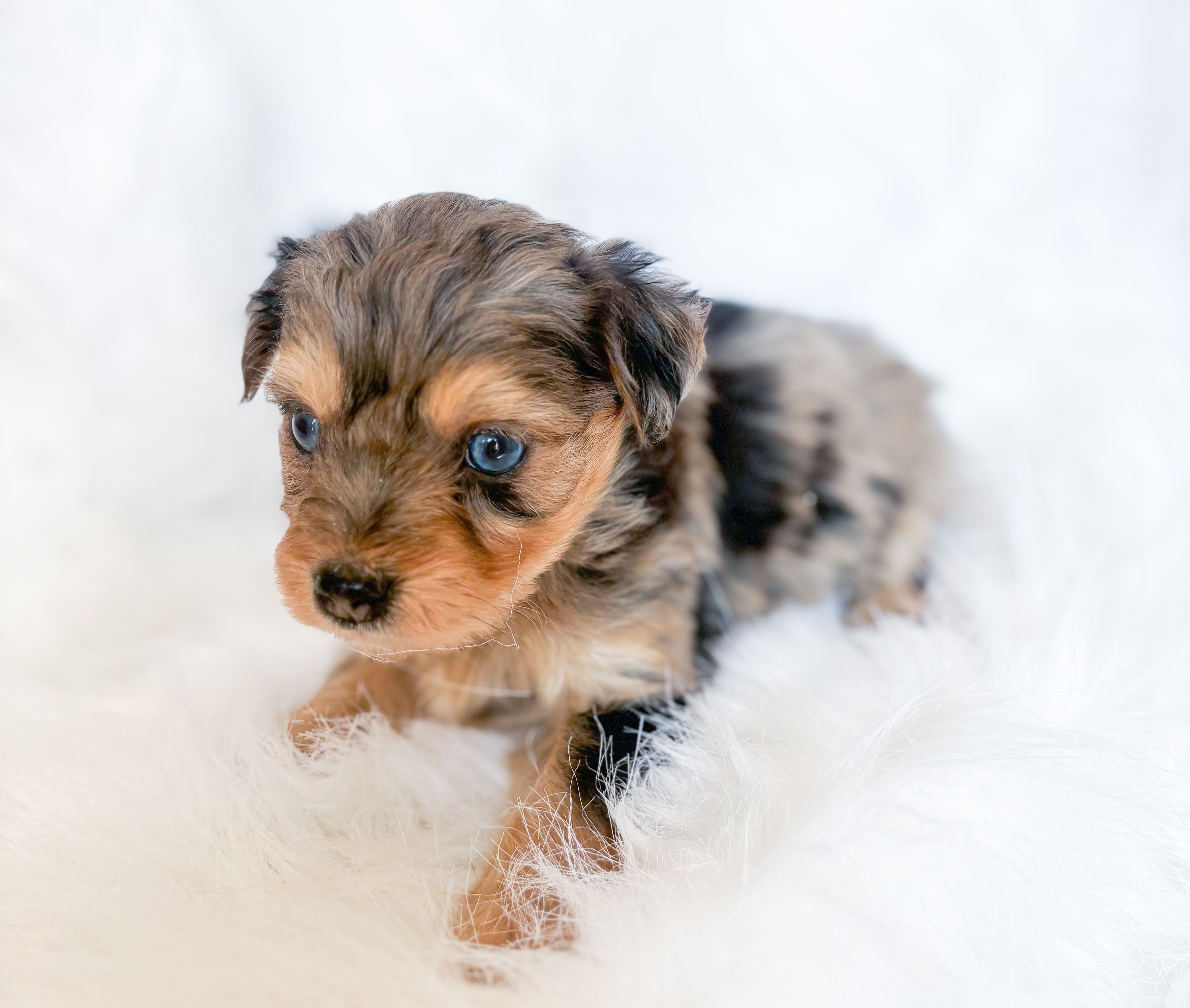 Fern – Miniature Aussiedoodle puppy for sale in Orleans, IN