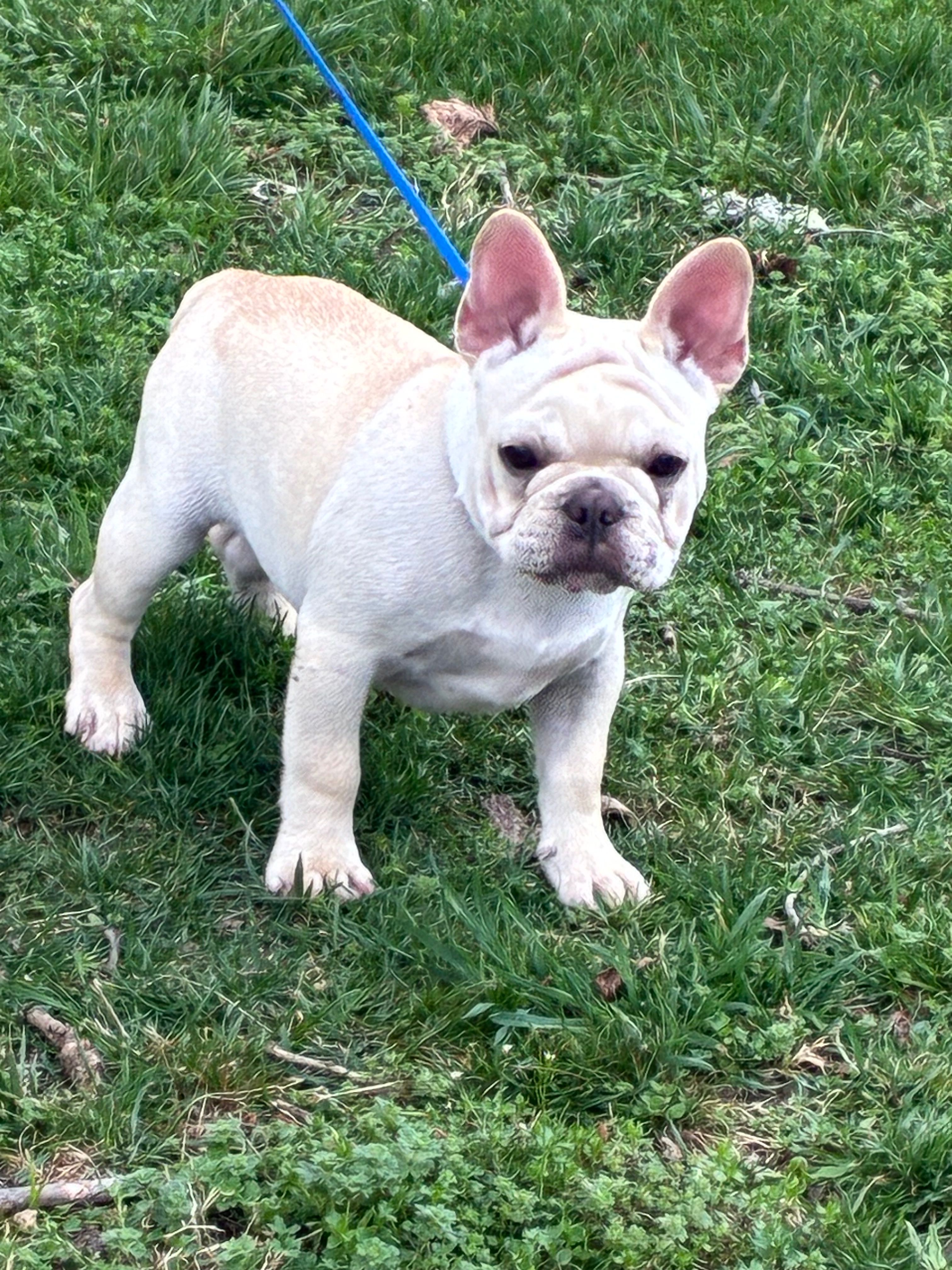 AKC Cream Sammy – French Bulldog puppy for sale in West Plains, MO