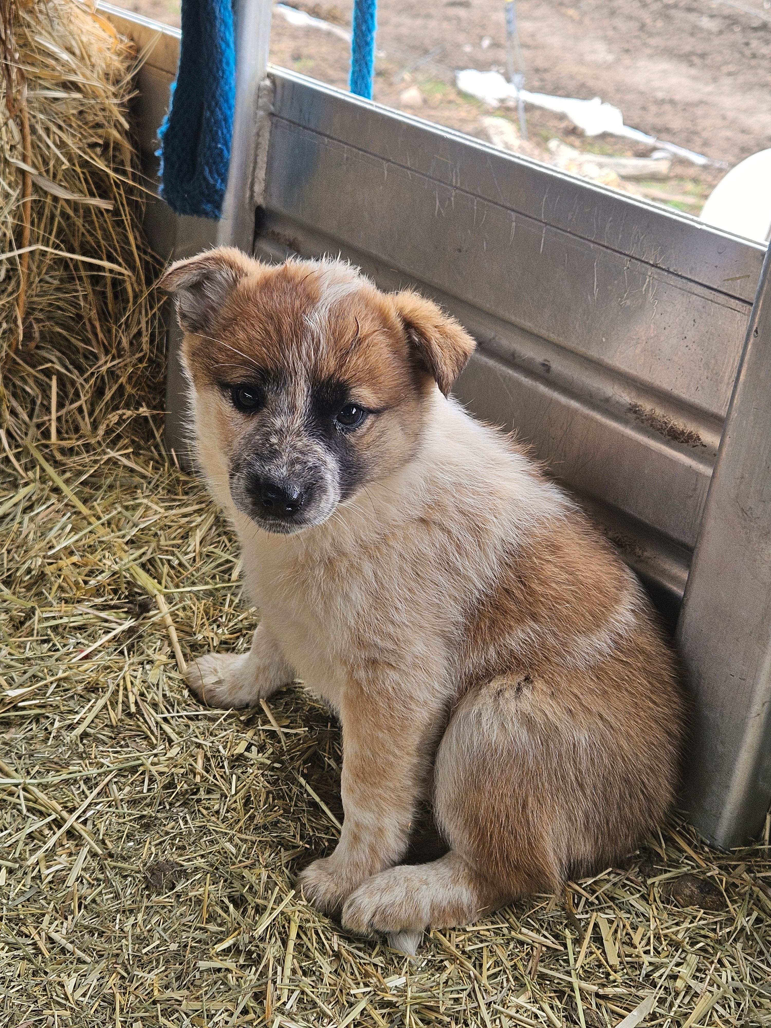 Girl – Australian Cattle Dog, Border Collie puppy for sale in Wadena, MN