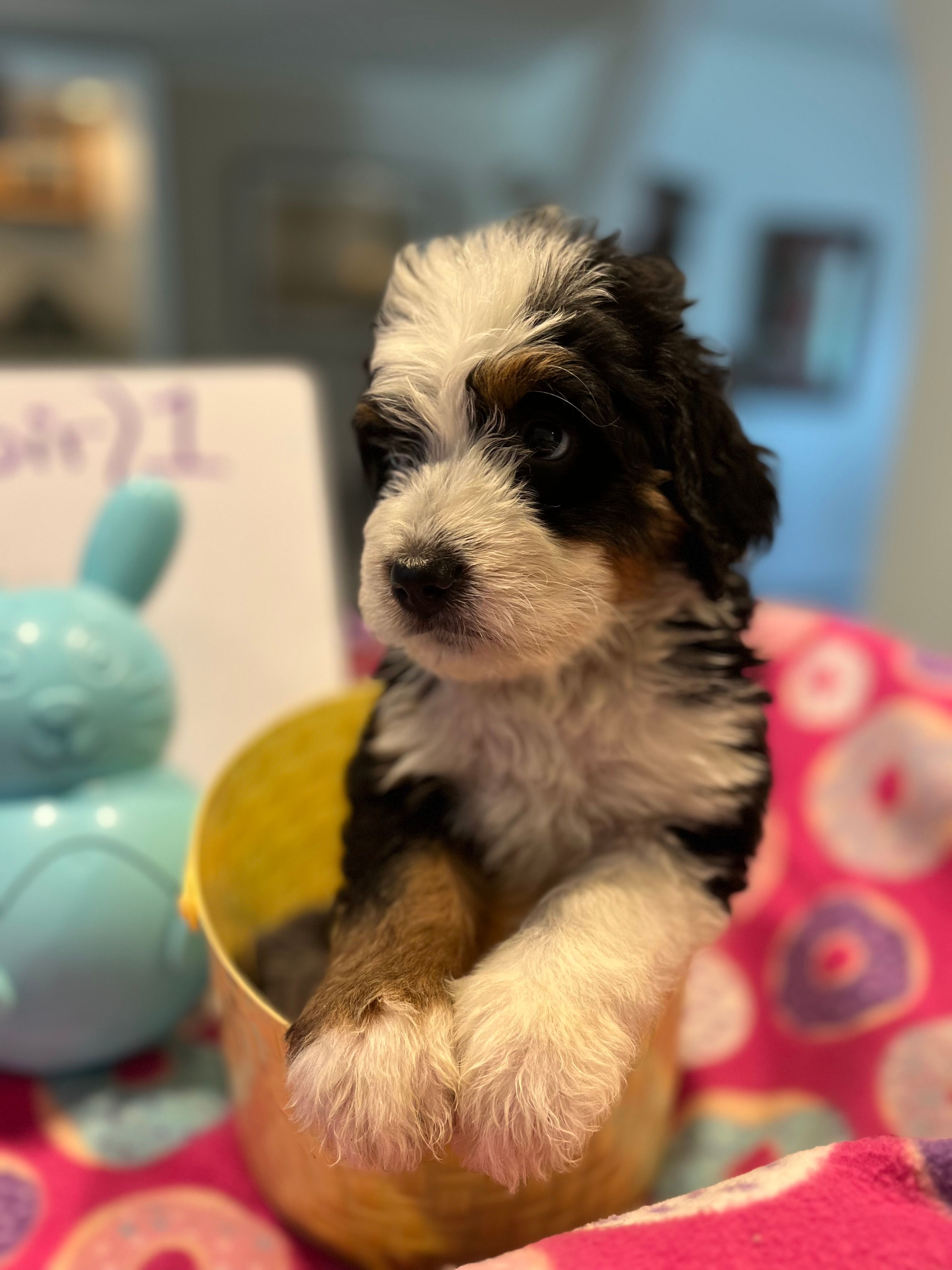 Endorra  – Bernedoodle puppy for sale in Palm Springs, CA