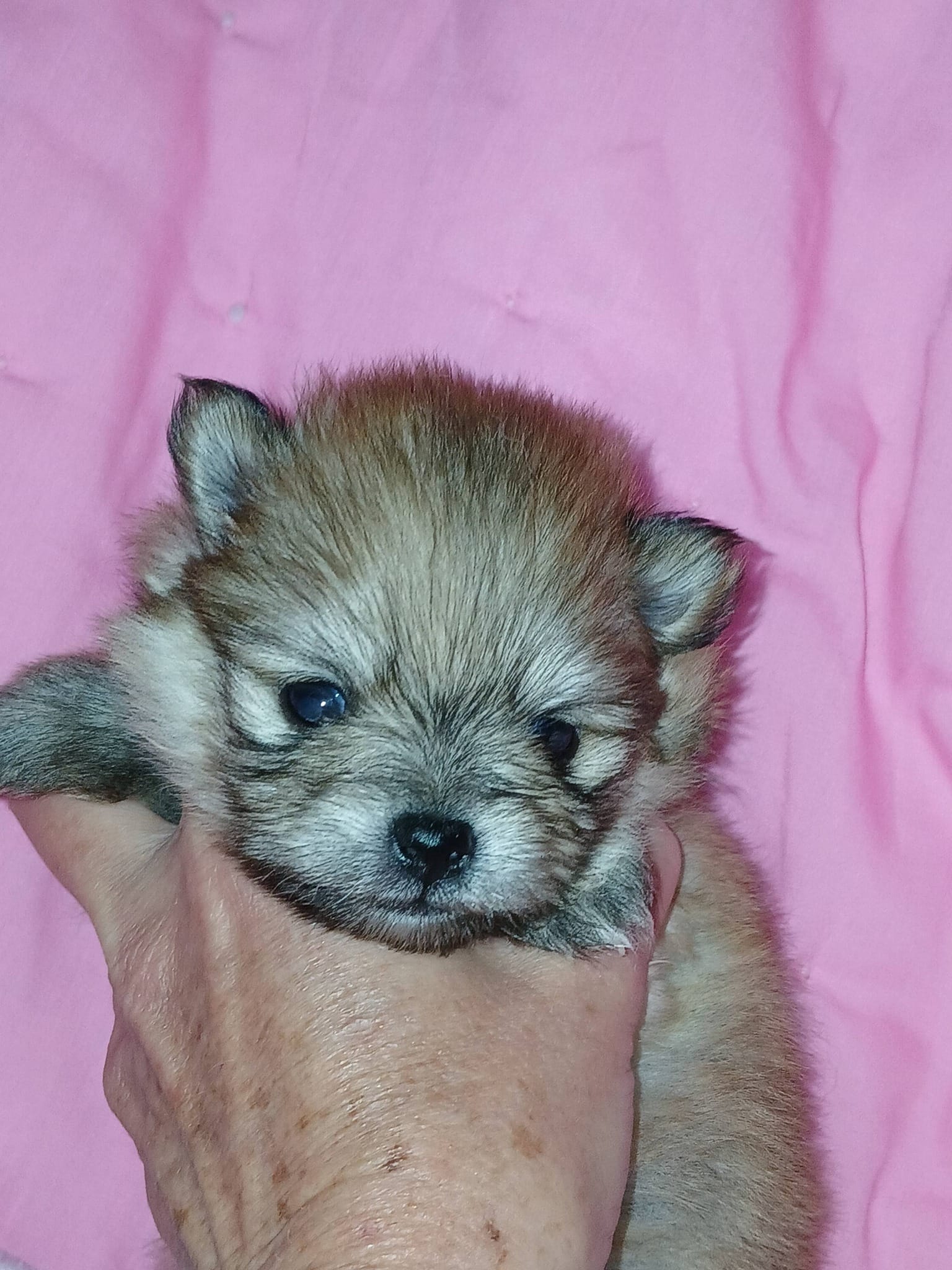 Scarlet O'Hara – Pomeranian puppy for sale in Strasburg, CO