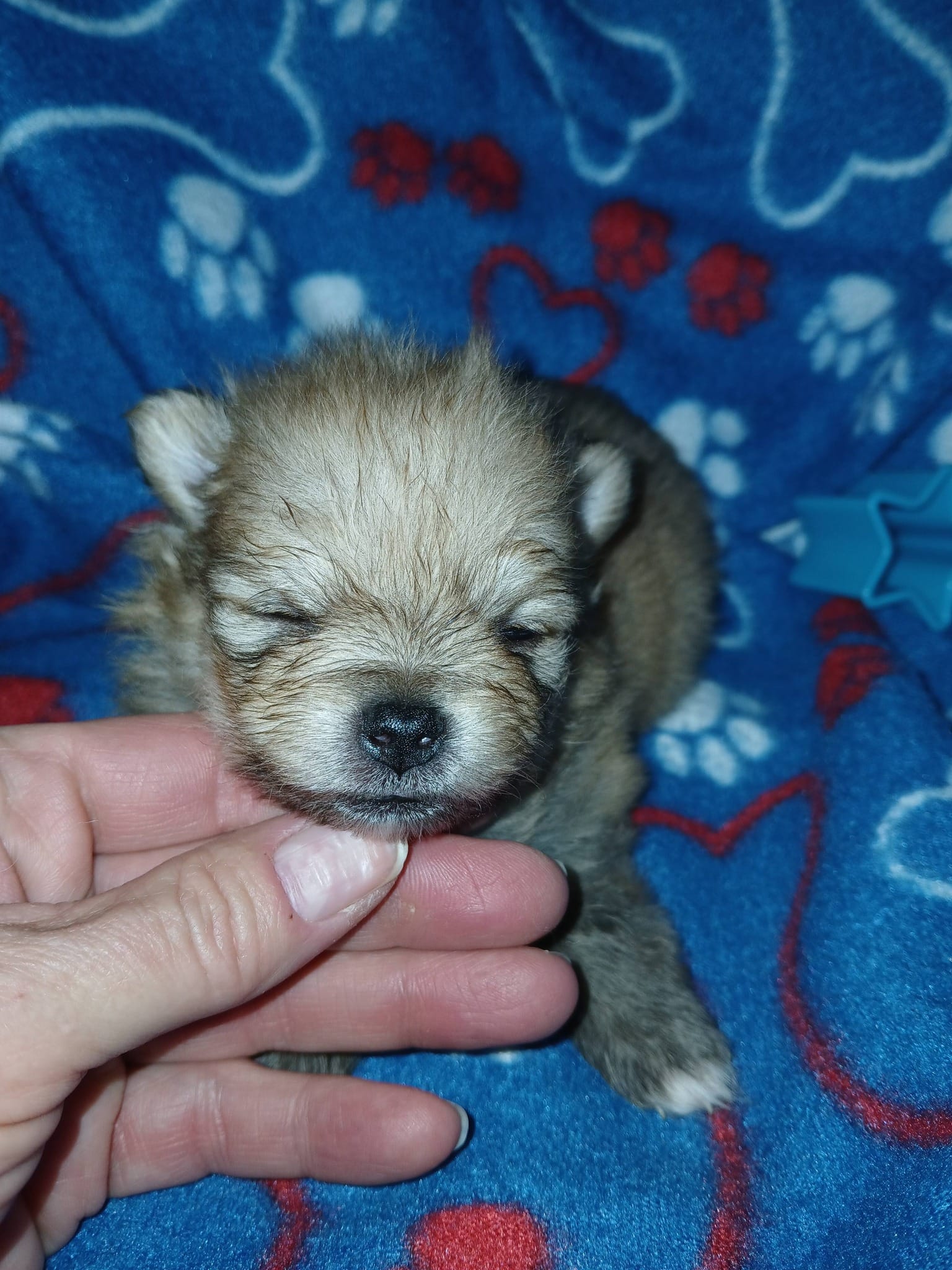 Tiny – Pomeranian puppy for sale in Strasburg, CO