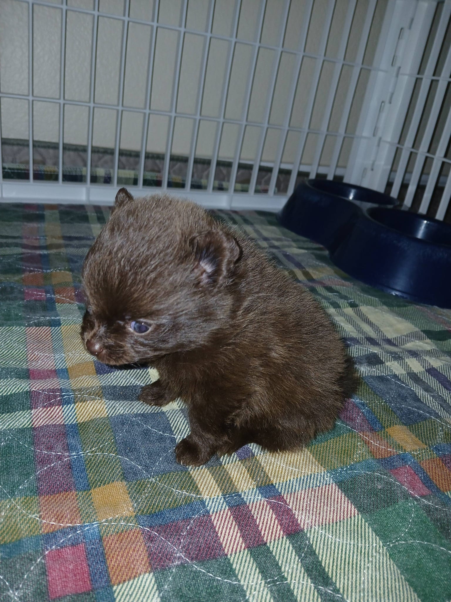 Riddick – Pomeranian puppy for sale in Strasburg, CO