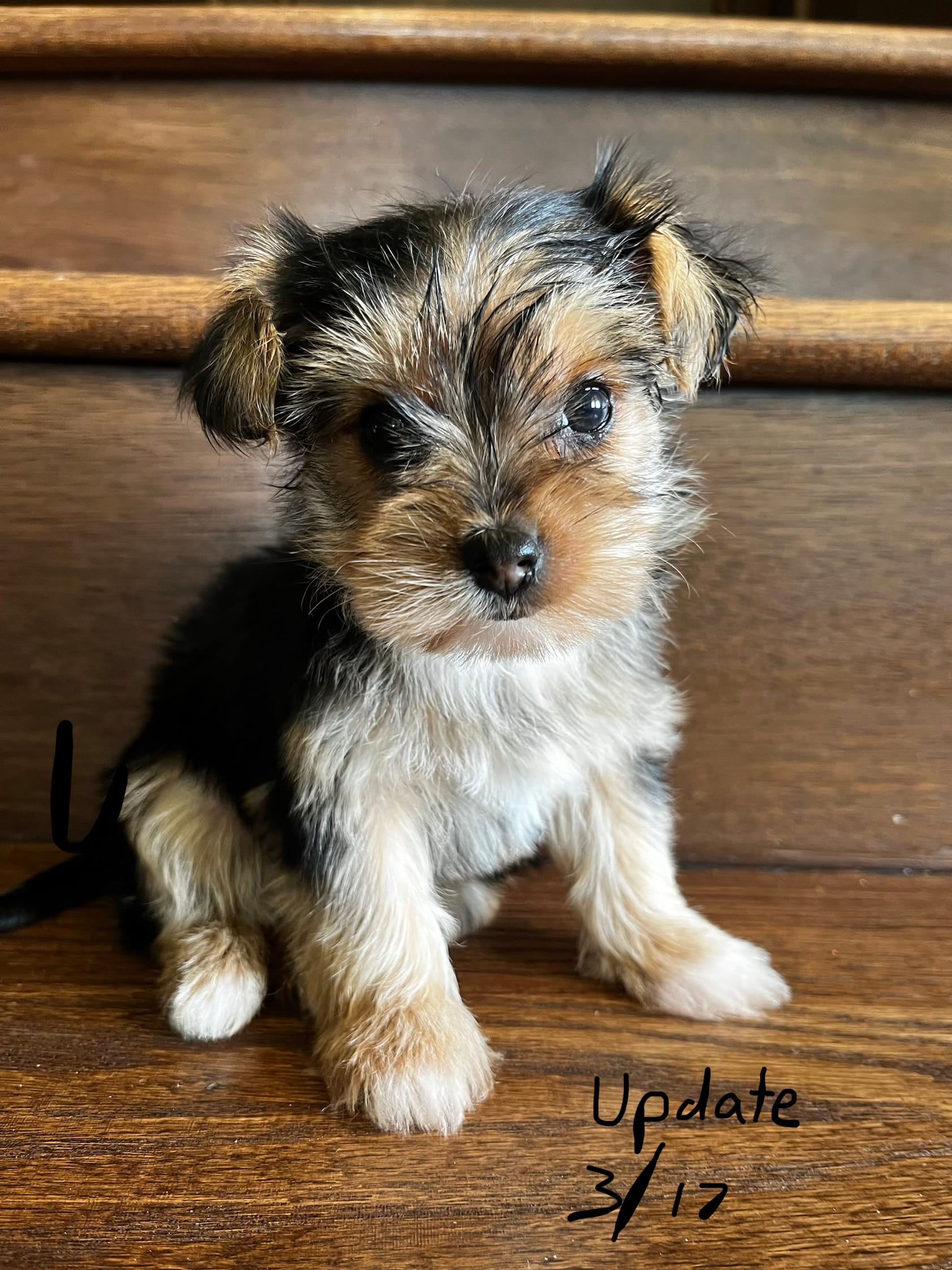 Poppy – Yorkshire Terrier puppy for sale in Paris, TX