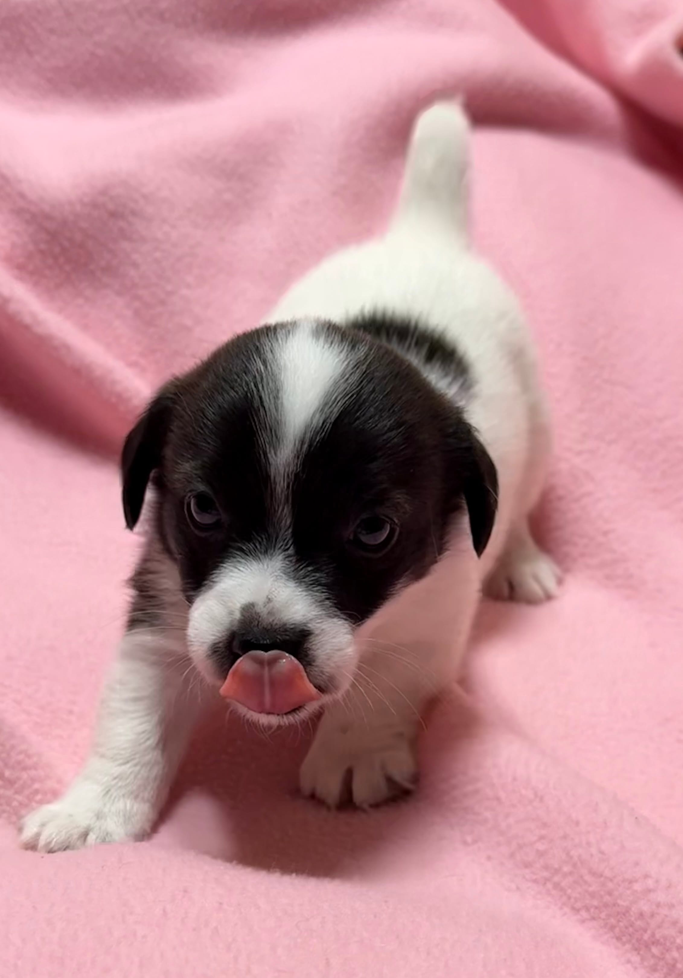 Jelly #2 – Jack Russell Terrier puppy for sale in Cairo, GA