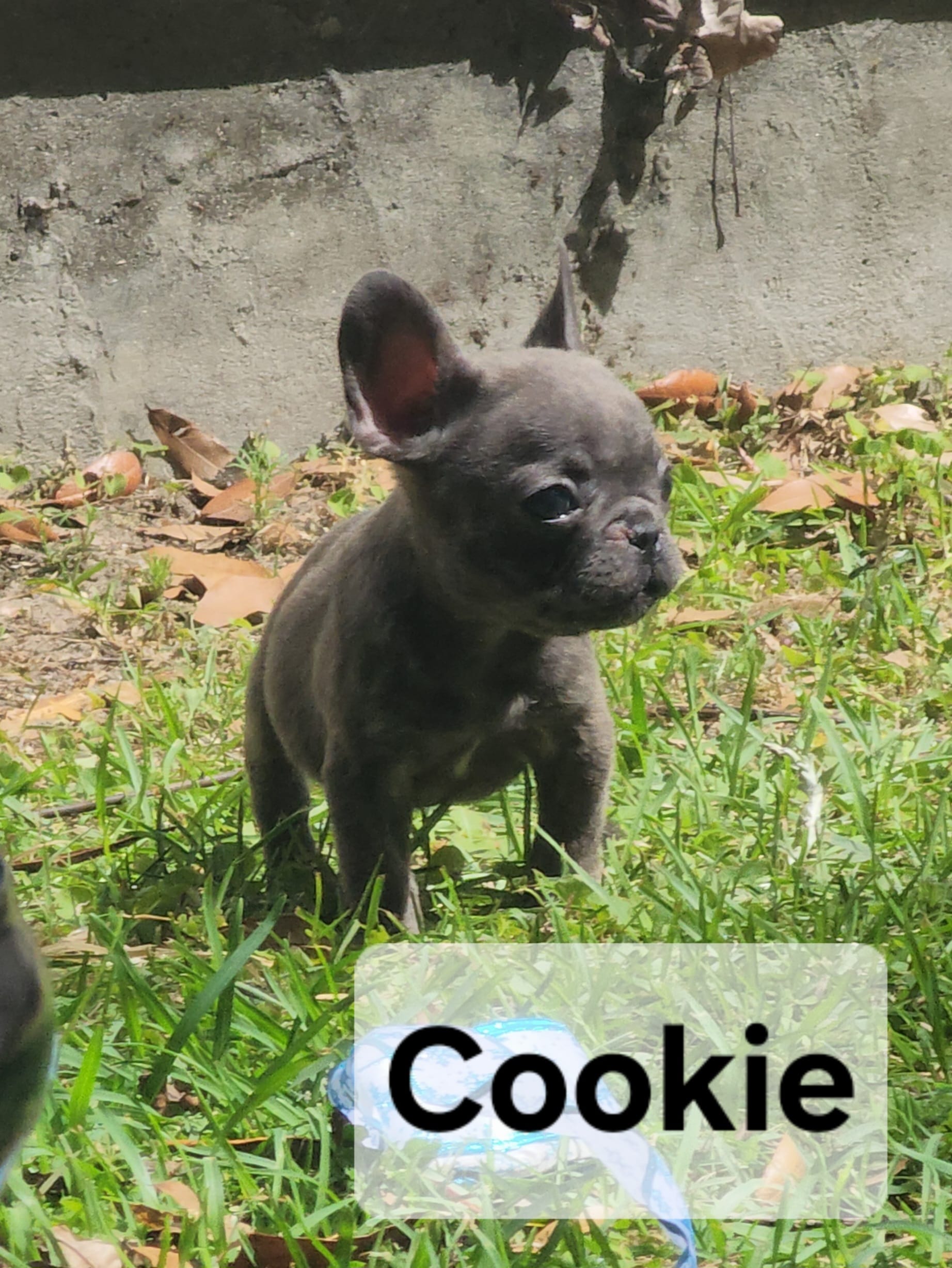 Cookie – French Bulldog puppy for sale in Tallahassee, FL