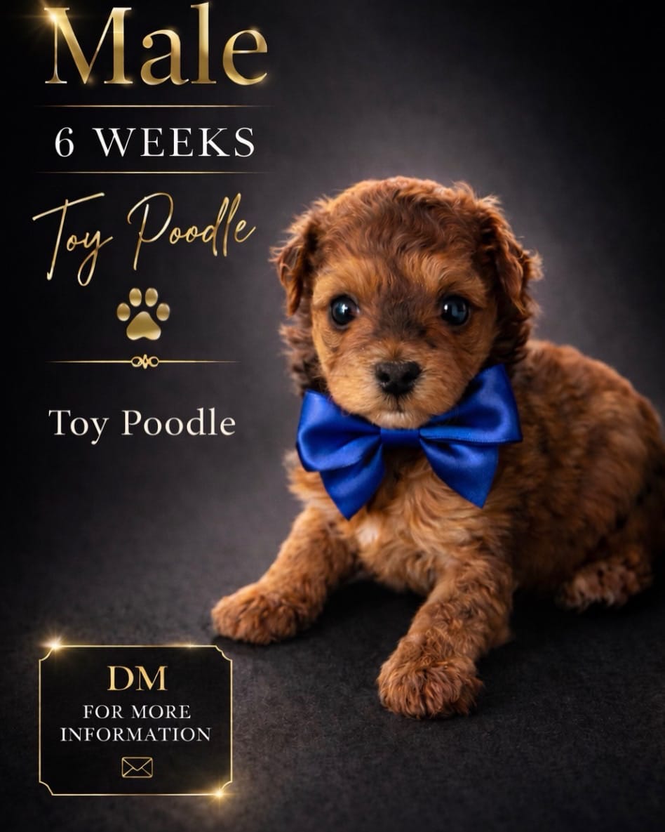 Luca – Poodle - Toy  puppy for sale in Lehigh Acres, FL