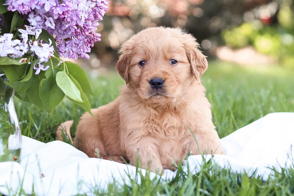 Murphy – Golden Retriever puppy for sale in Gap, PA