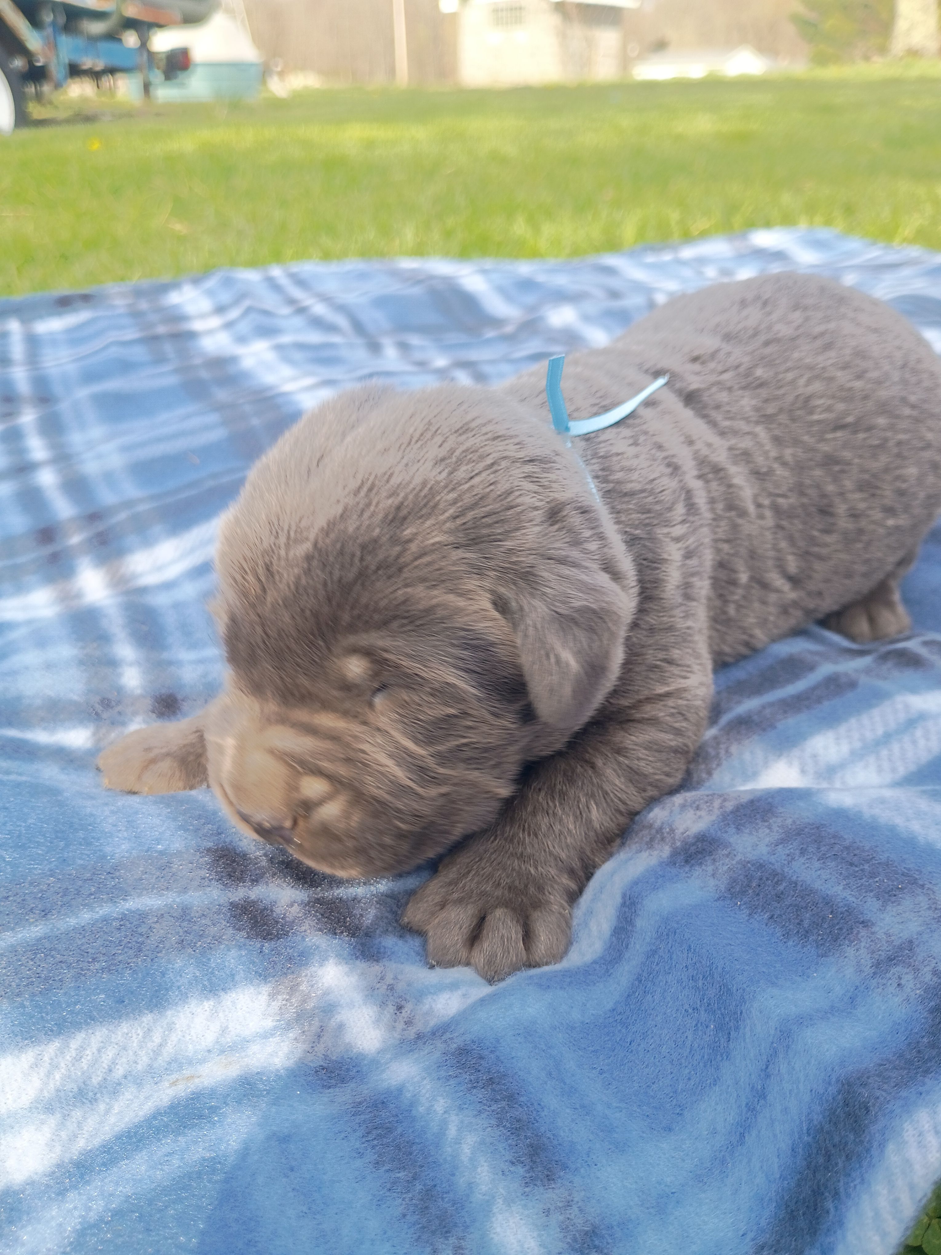Buddy (Blue Collar) – Labrador Retriever puppy for sale in Wellsville, OH