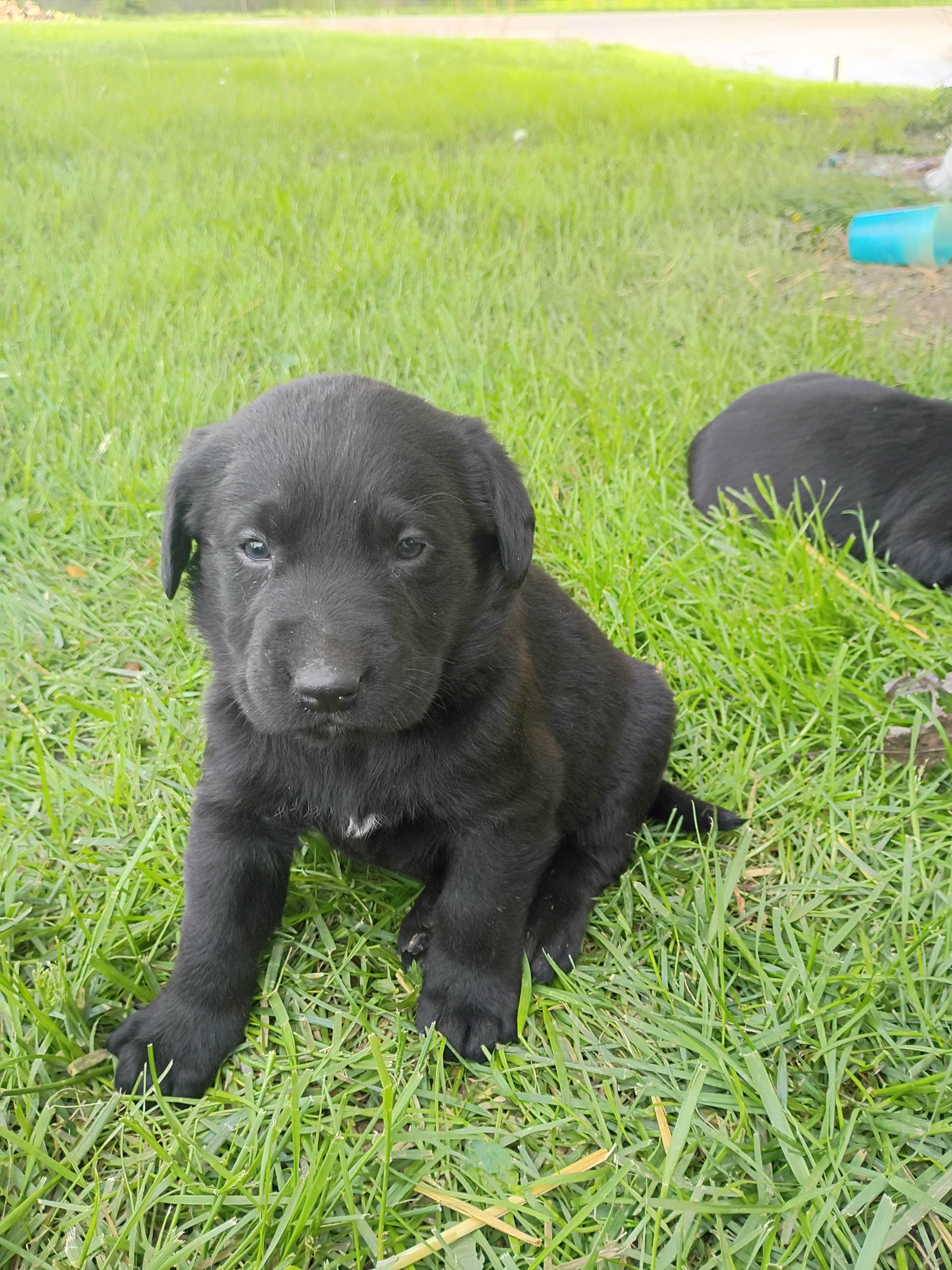 Toad – Labrador Retriever puppy for sale in Wellsville, OH