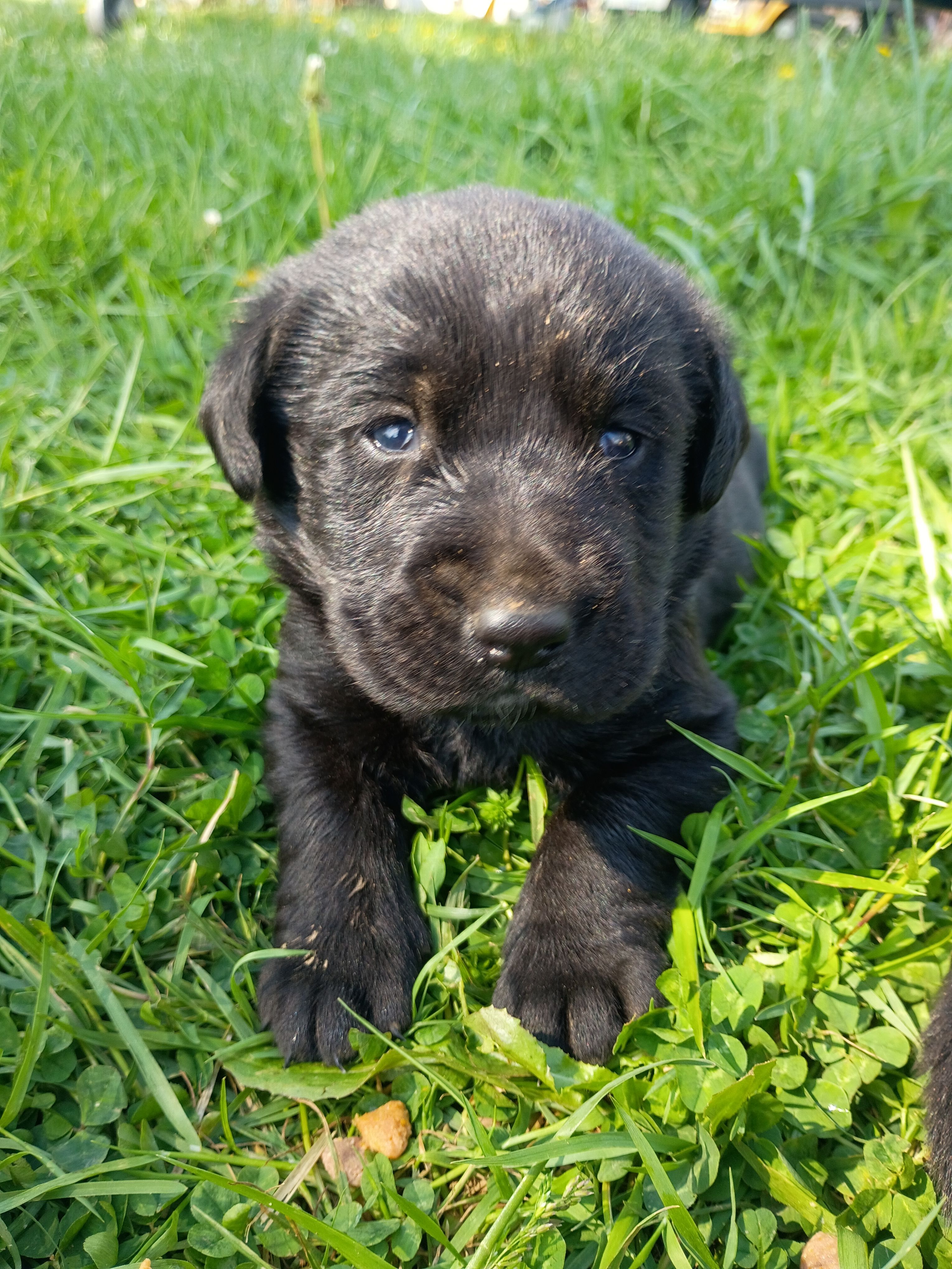 Willow (white collar) – Labrador Retriever puppy for sale in Wellsville, OH