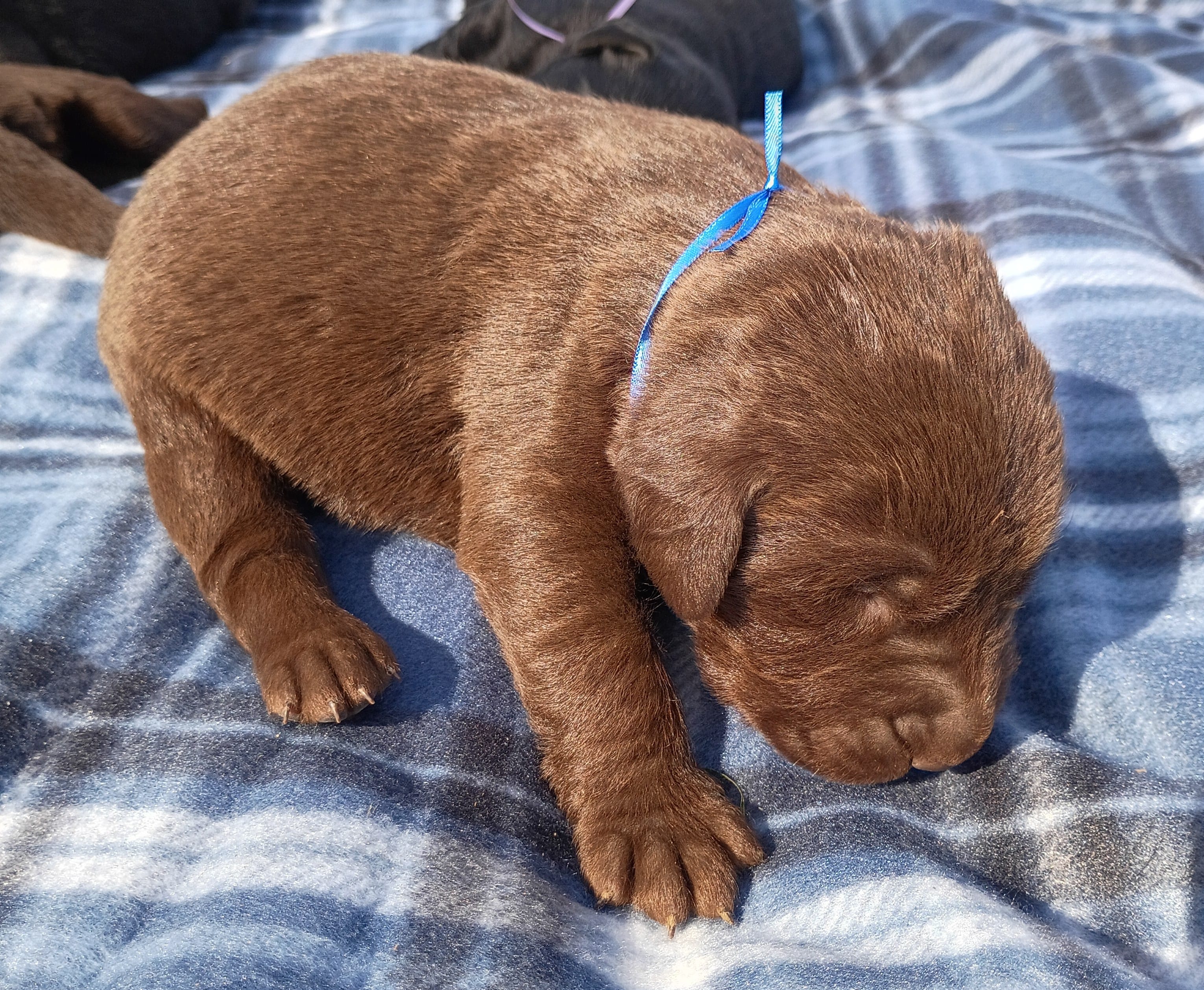 Teddy – Labrador Retriever puppy for sale in Wellsville, OH