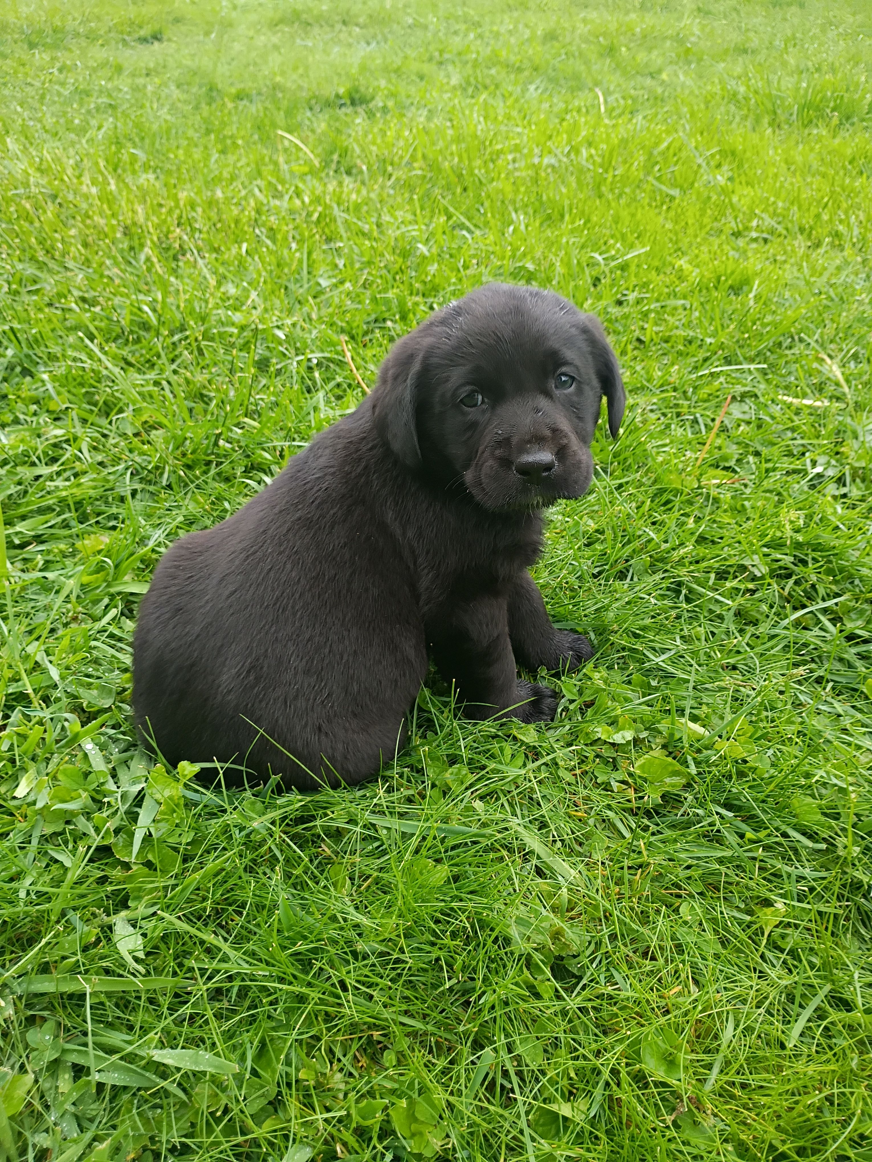 Minnie – Labrador Retriever puppy for sale in Wellsville, OH