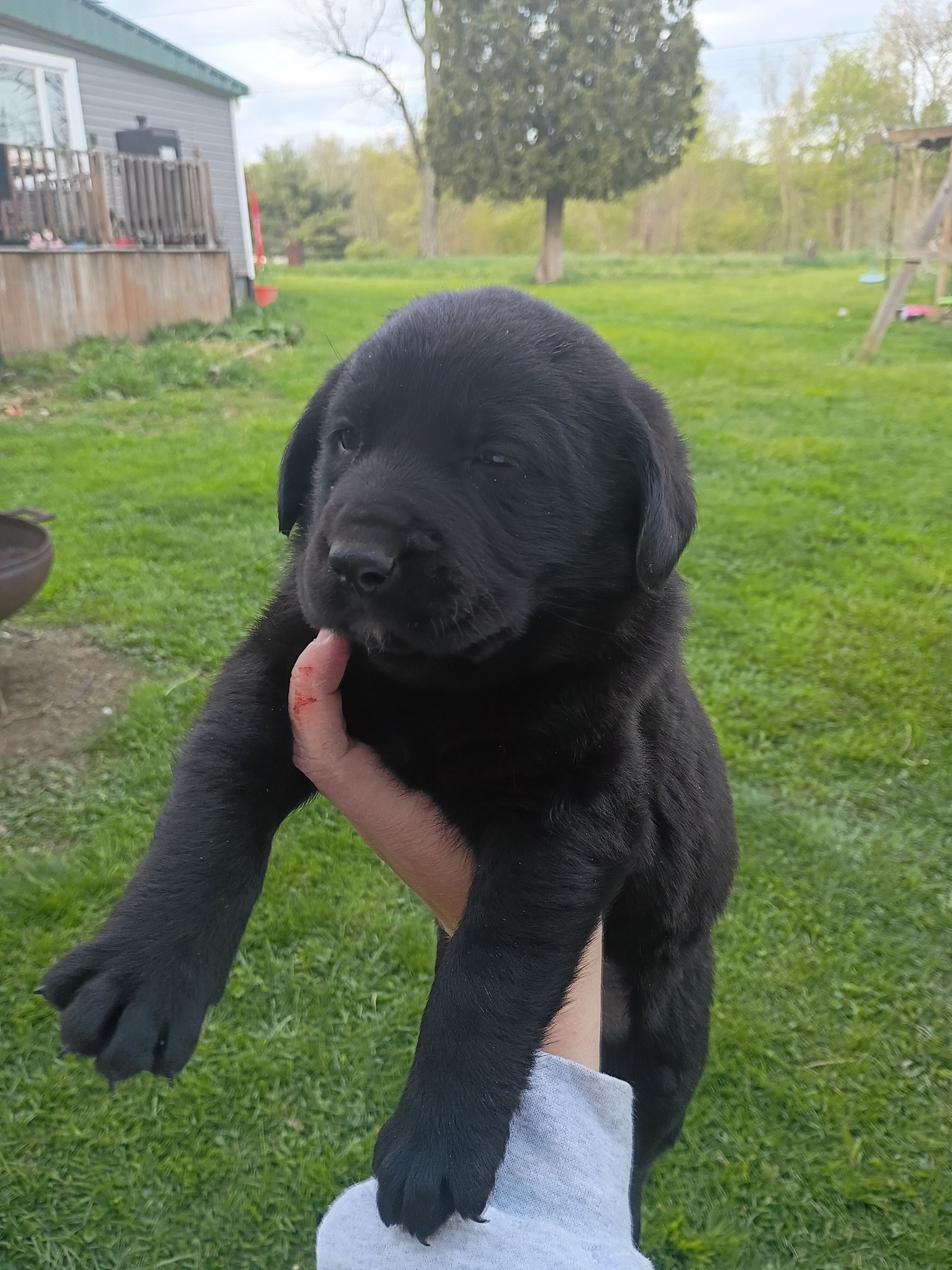 Princess Peach (Peach Collar) – Labrador Retriever puppy for sale in Wellsville, OH