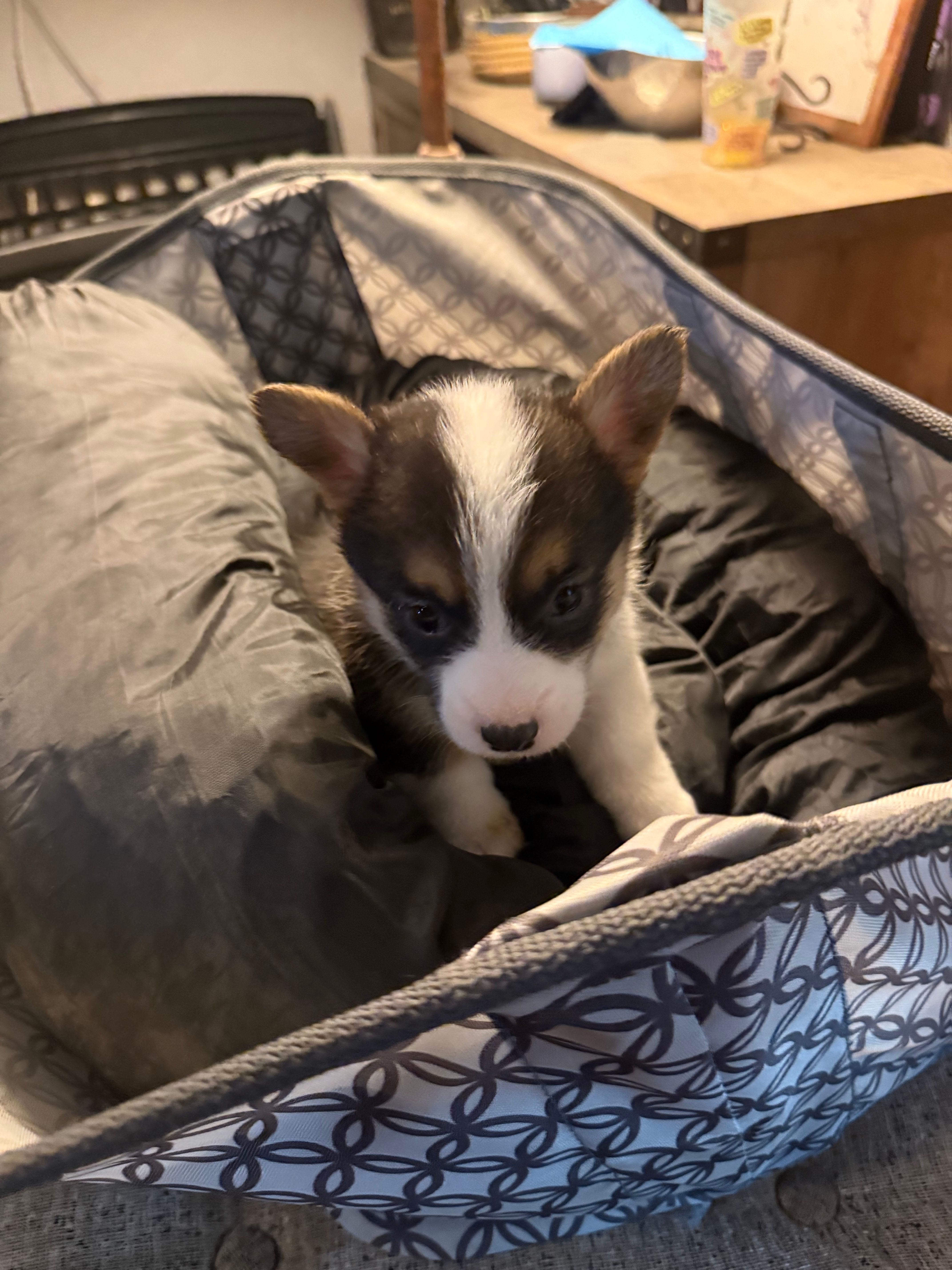 Bel – Pembroke Welsh Corgi puppy for sale in Tucson, AZ