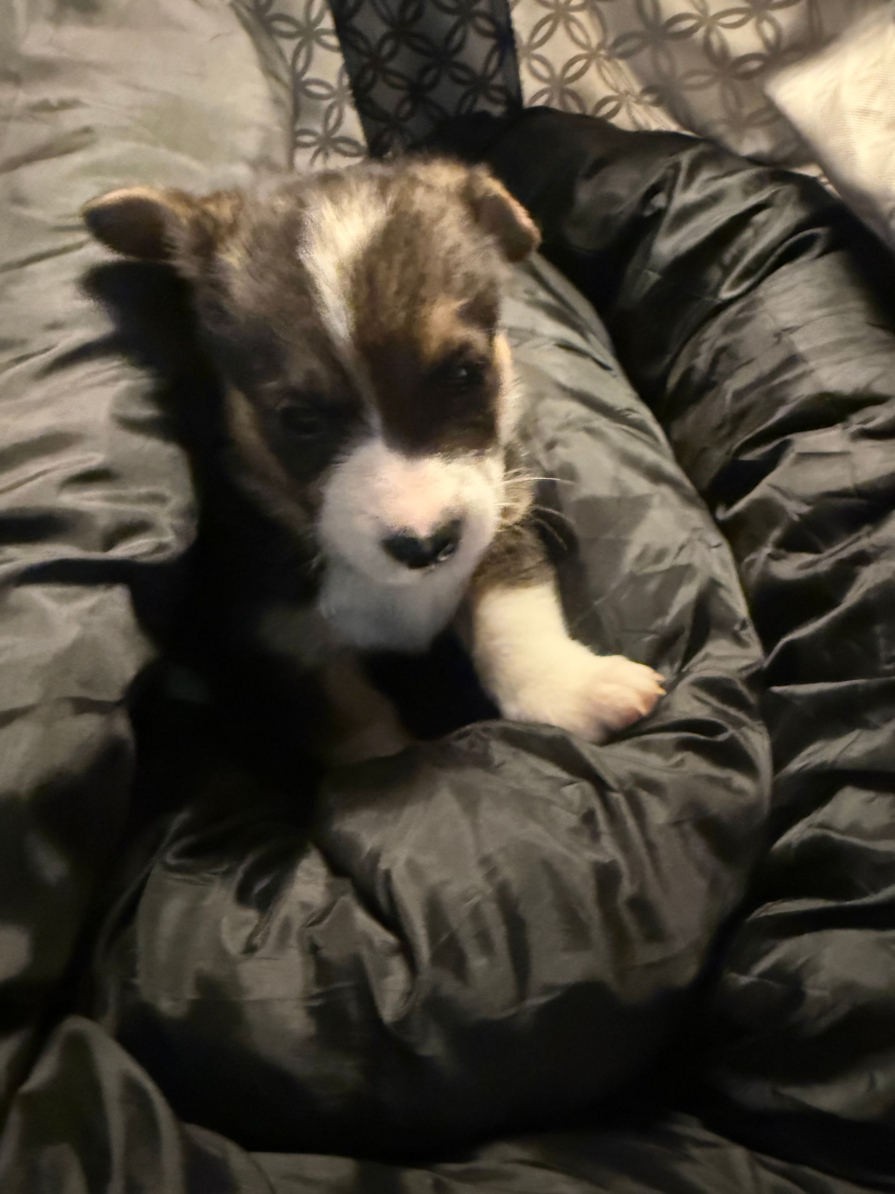 Susie  – Pembroke Welsh Corgi puppy for sale in Tucson, AZ