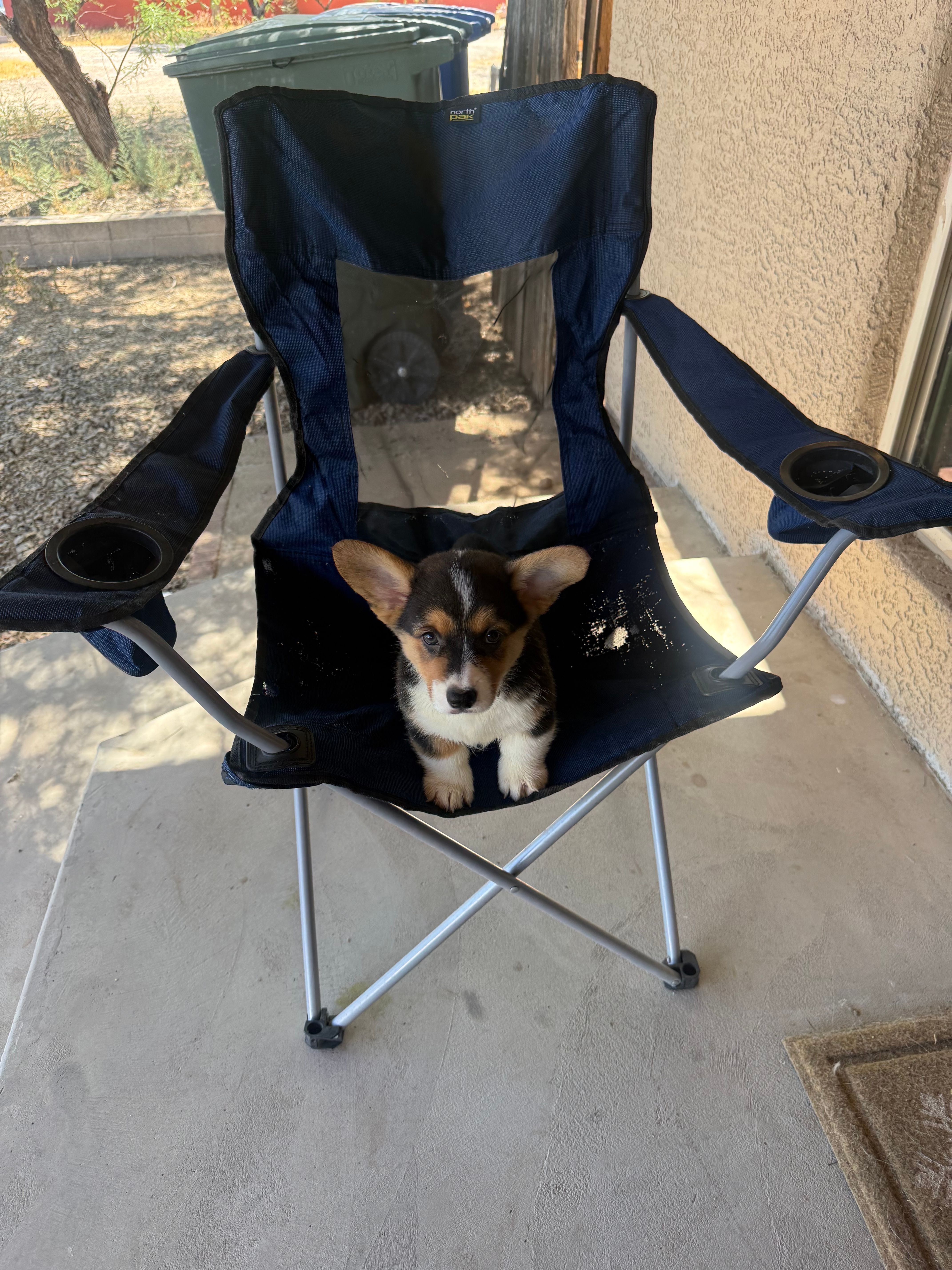 Drea – Pembroke Welsh Corgi puppy for sale in Tucson, AZ