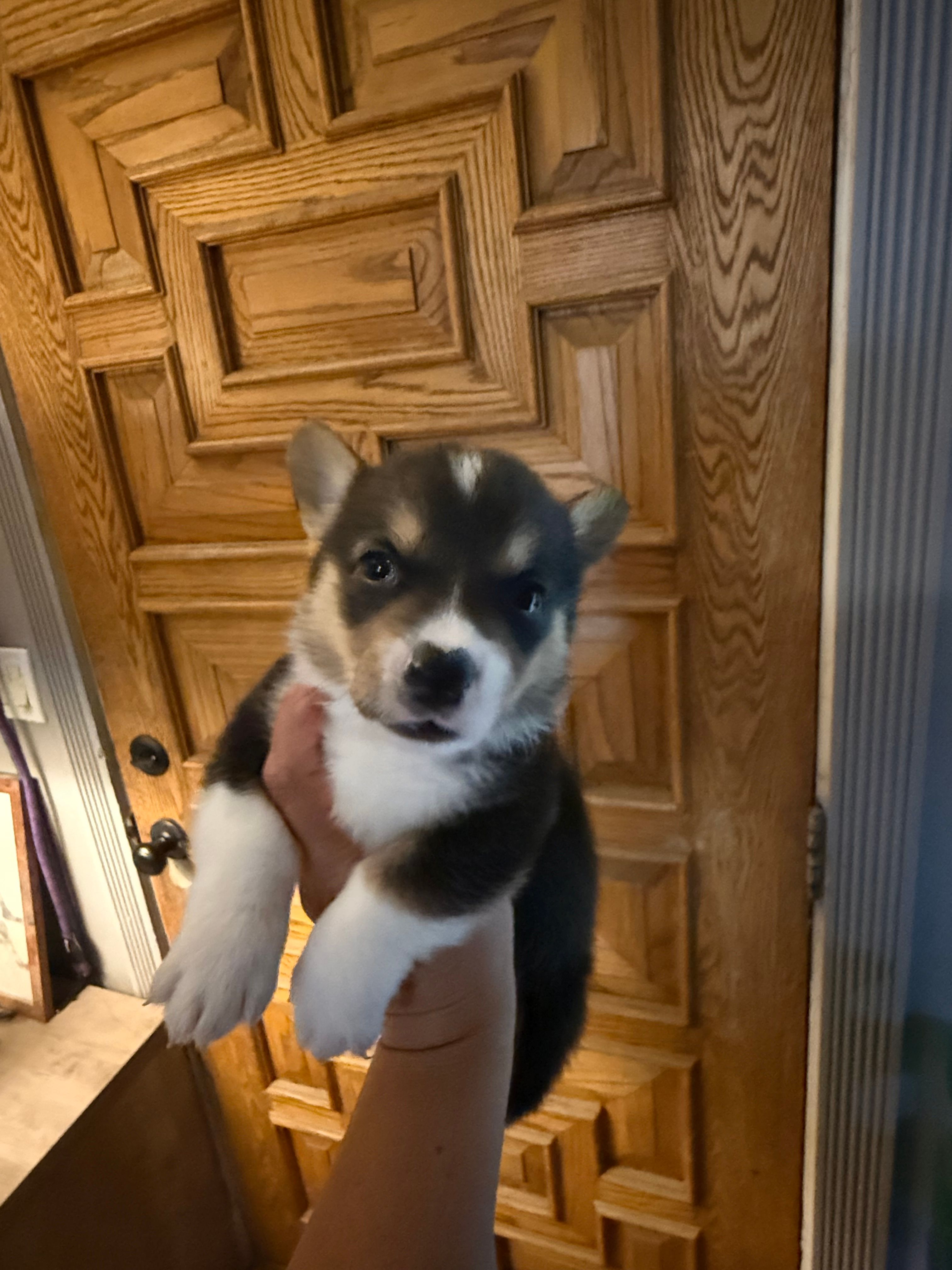 Leo – Pembroke Welsh Corgi puppy for sale in Tucson, AZ