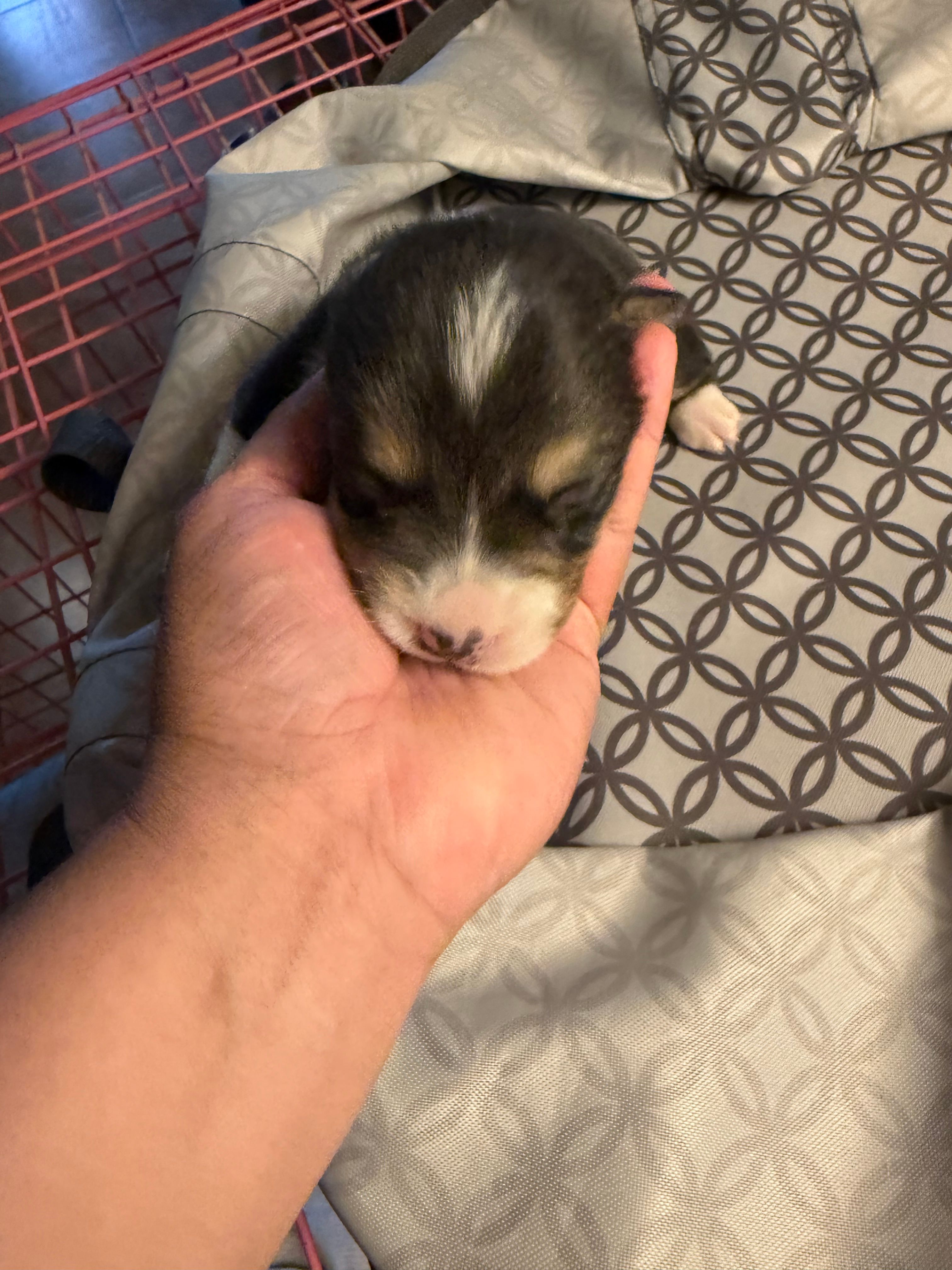 Leo – Pembroke Welsh Corgi puppy for sale in Tucson, AZ