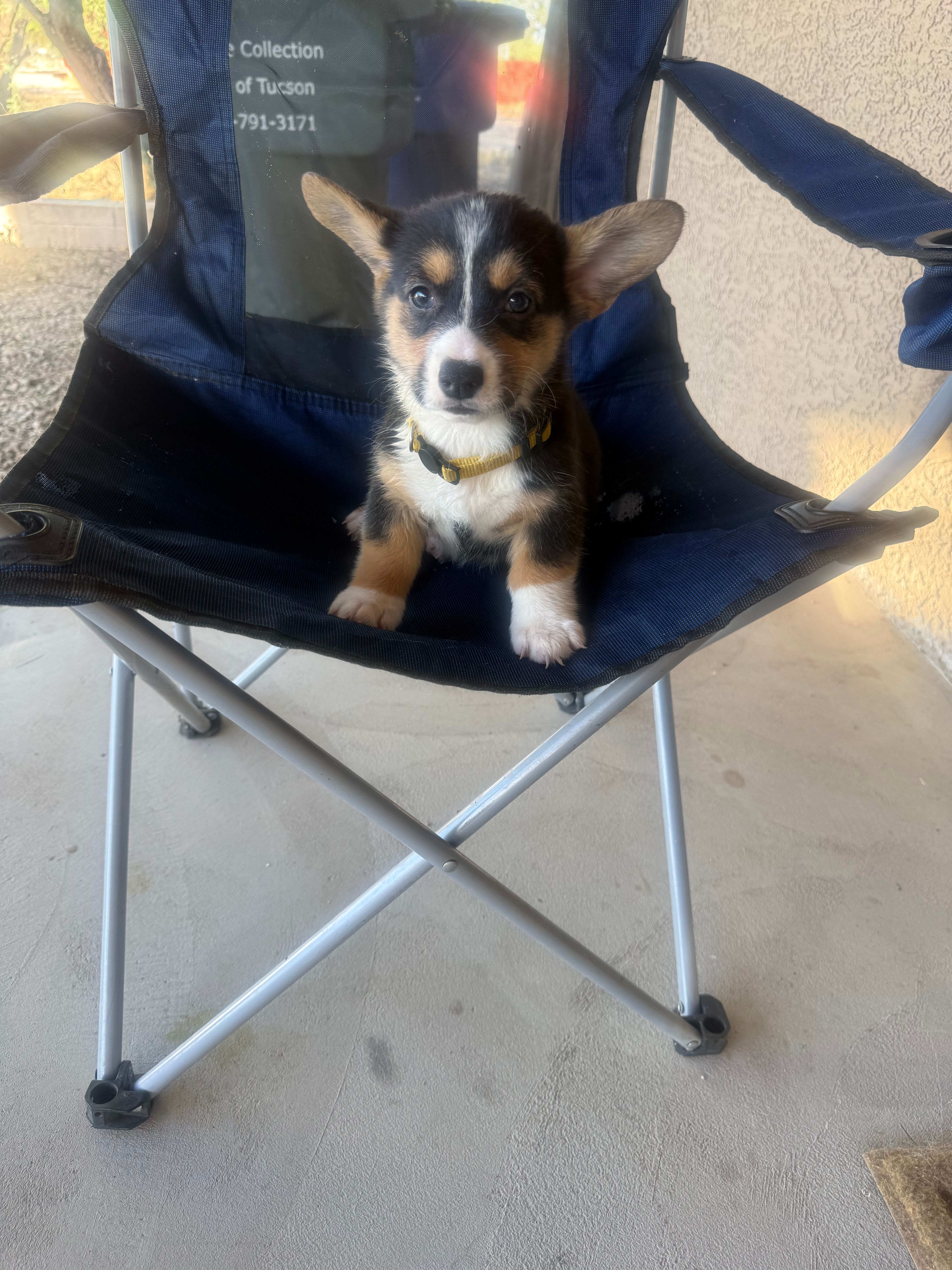 Hope – Pembroke Welsh Corgi puppy for sale in Tucson, AZ