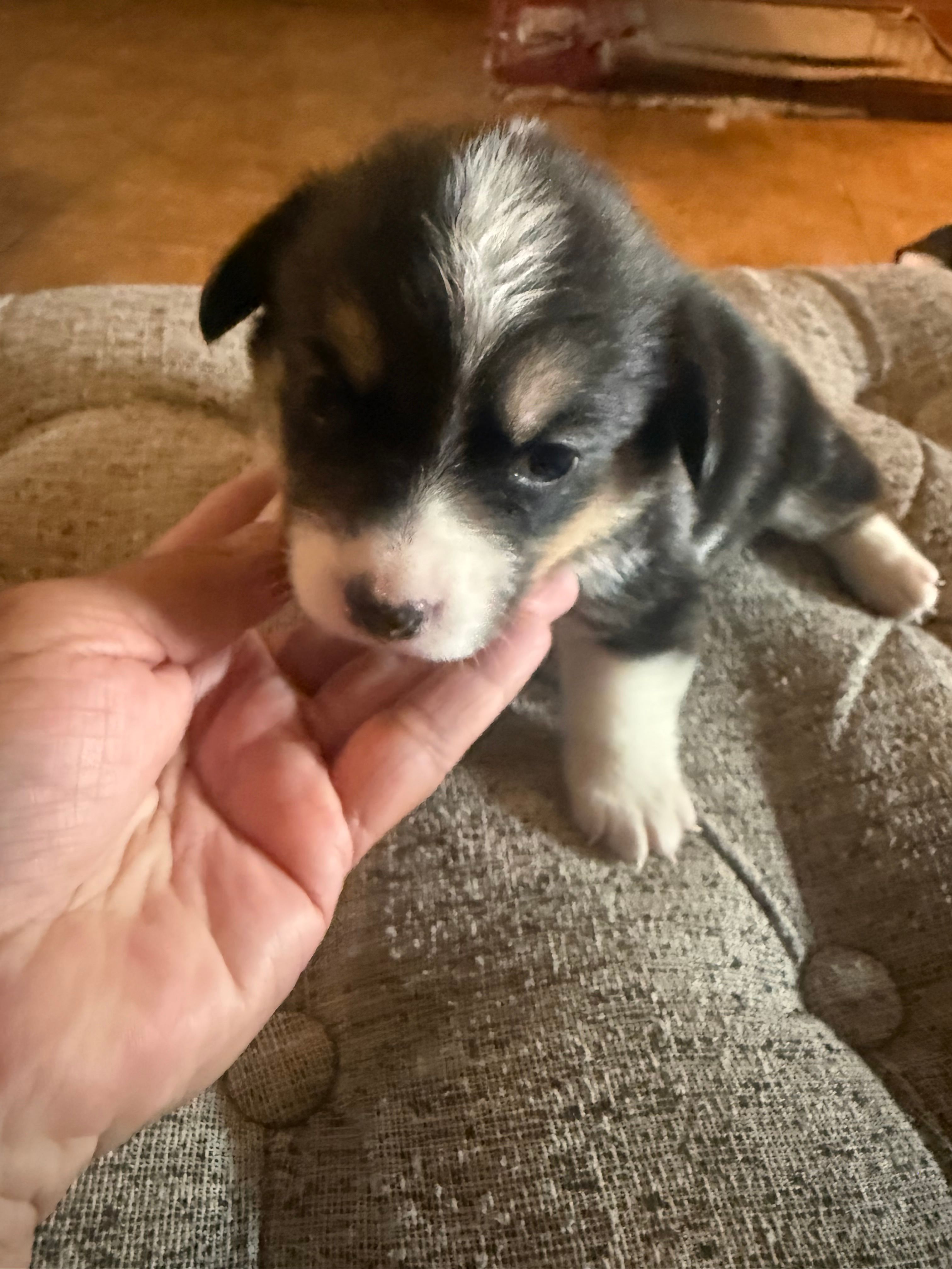 Hope – Pembroke Welsh Corgi puppy for sale in Tucson, AZ