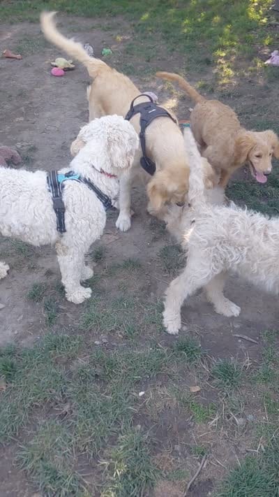 Onyx, a male Goldendoodle and Miniature Goldendoodle for sale in Sheffield Lake, OH – 2 of 5
