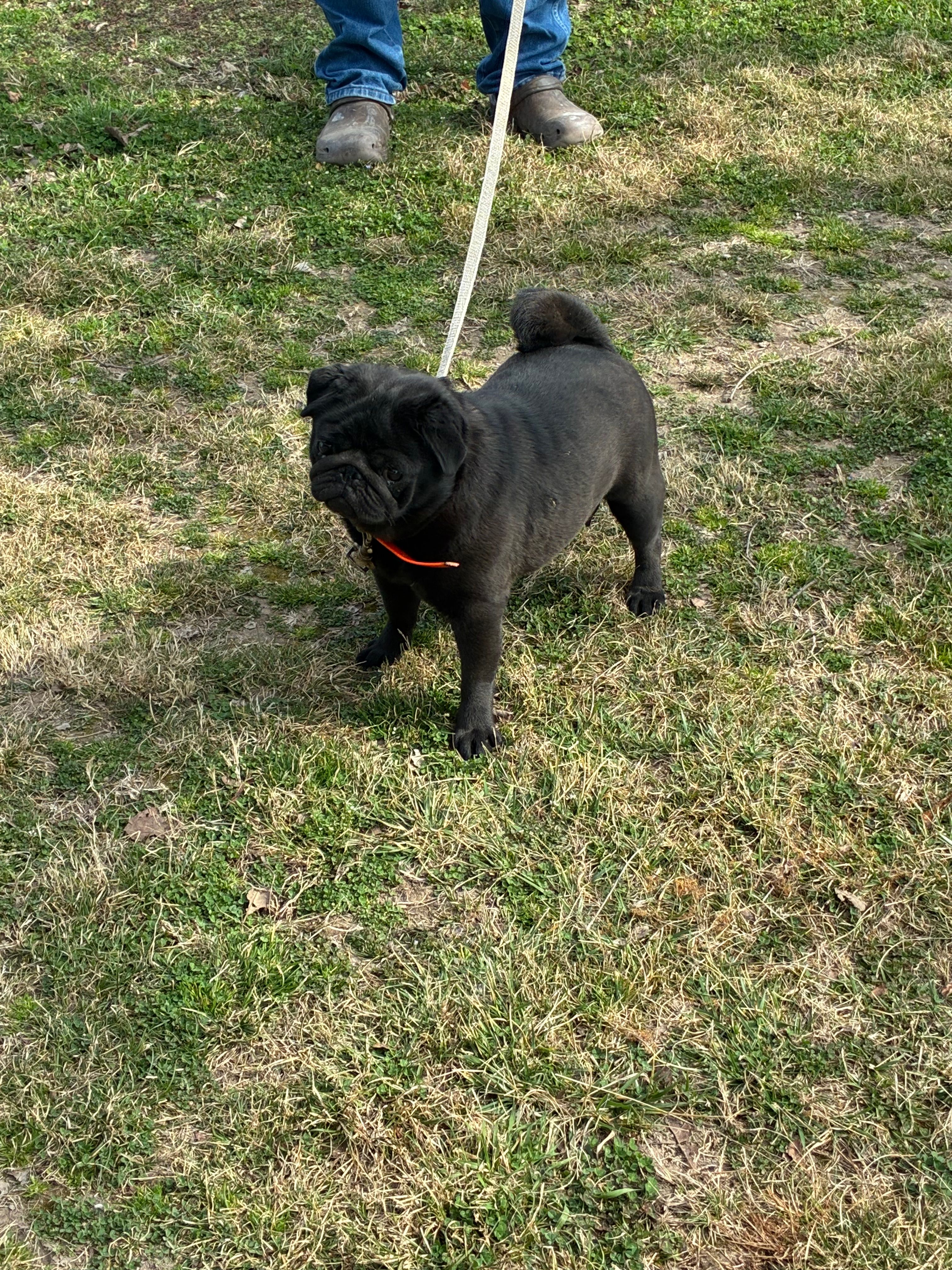 Josie – Pug puppy for sale in Salina, OK