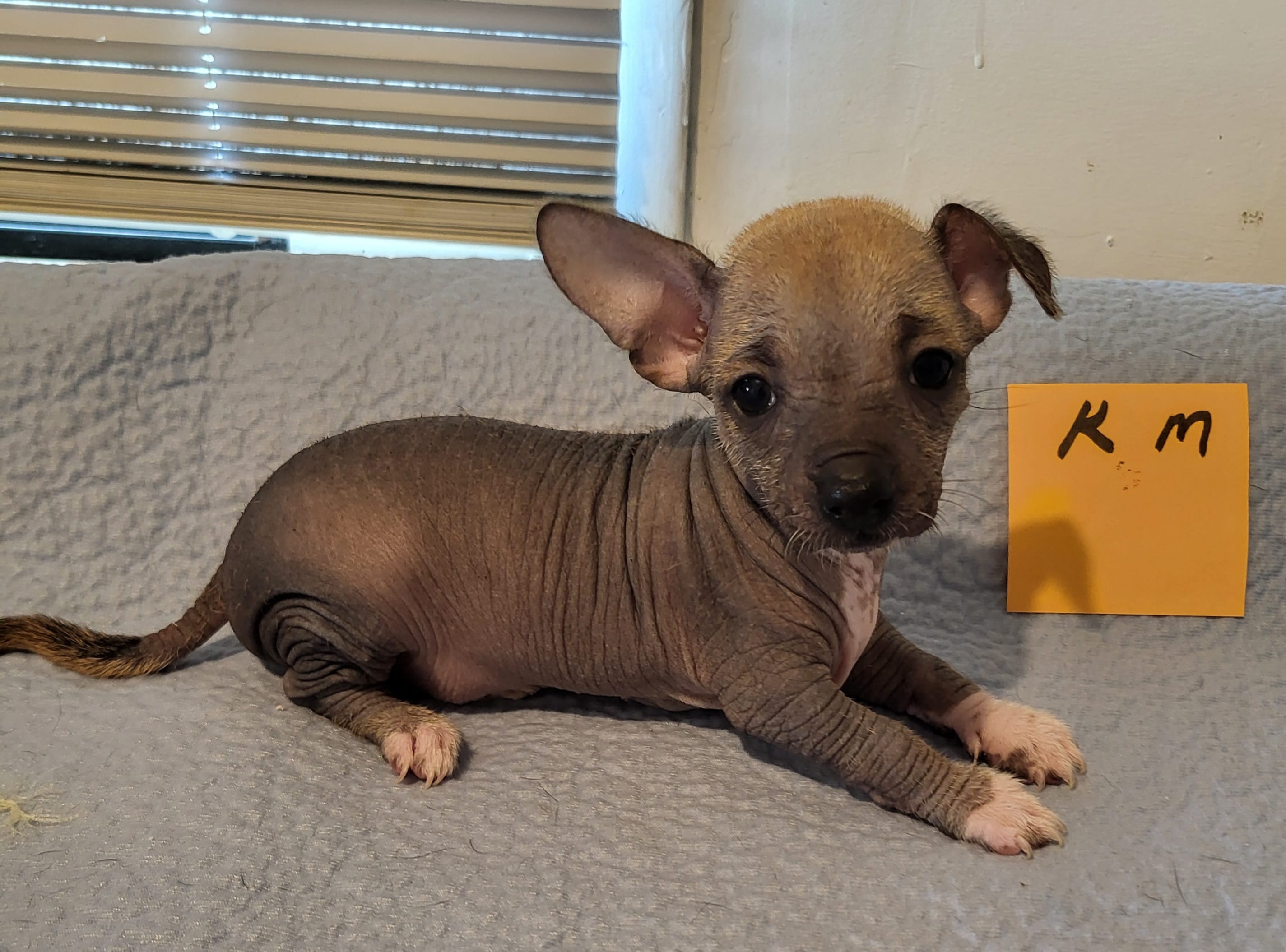 Kash – Xoloitzcuintli, Chihuahua puppy for sale in Foster, KY
