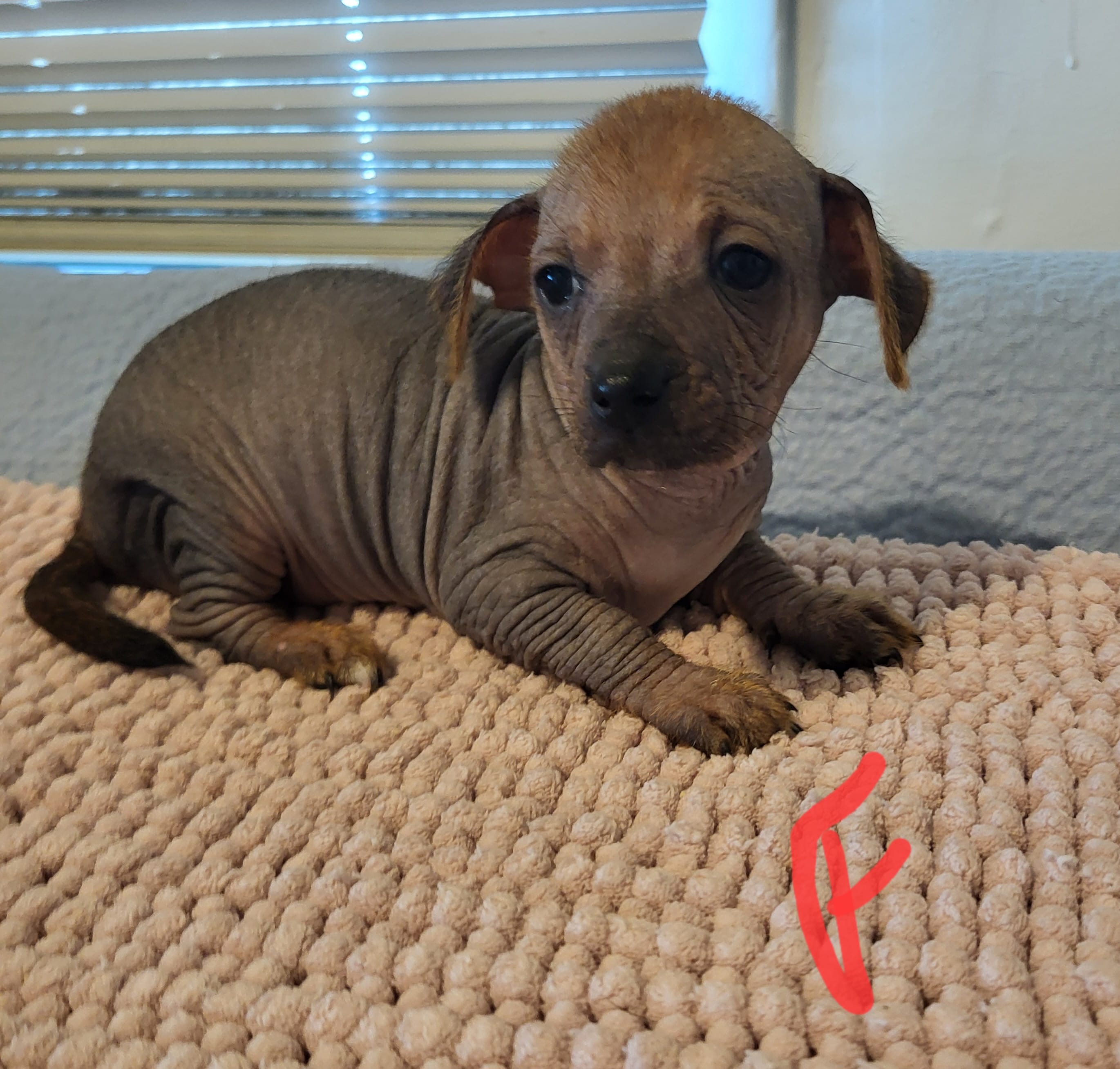 Desi – Xoloitzcuintli, Chihuahua puppy for sale in Foster, KY