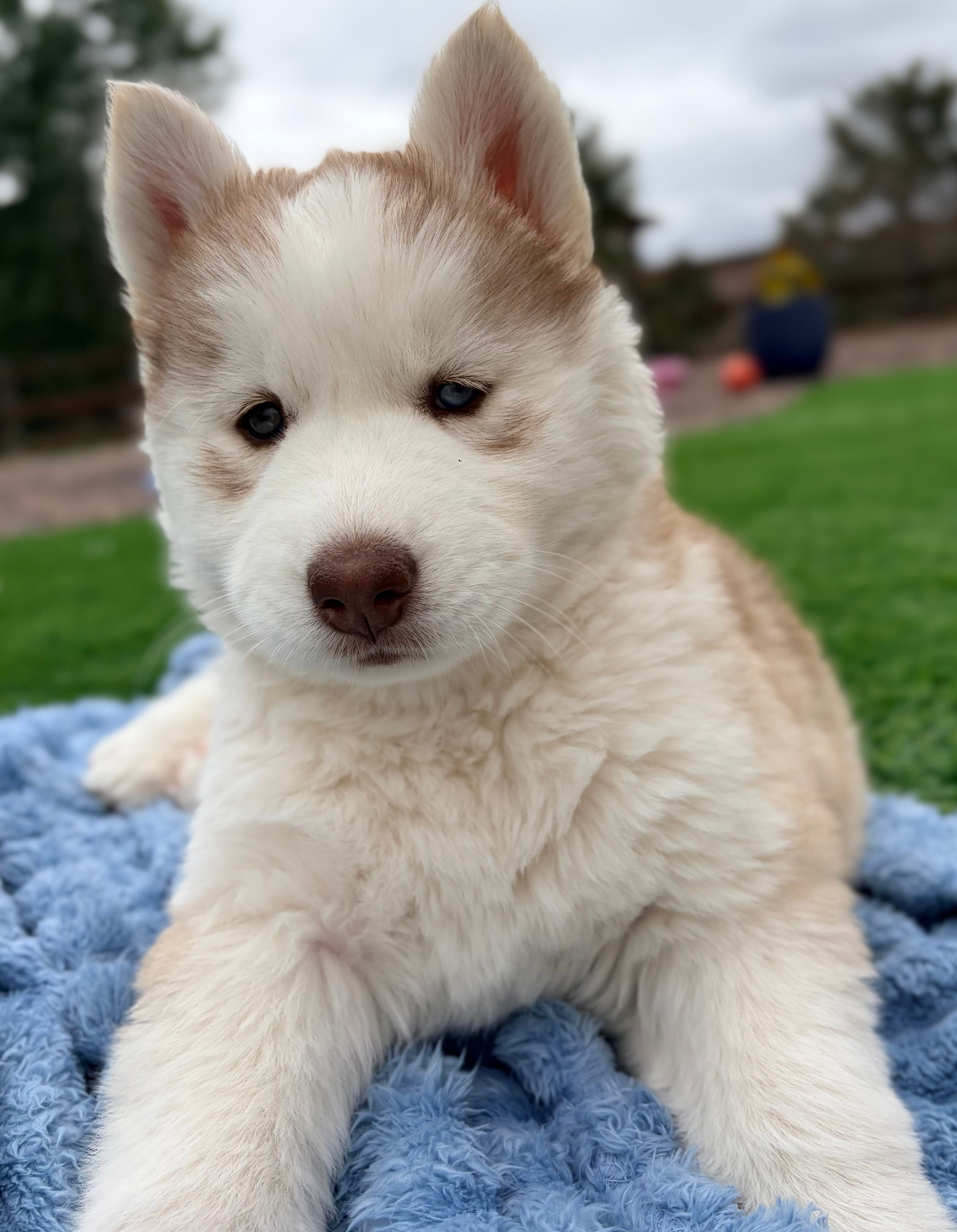 Freya – Siberian Husky puppy for sale in Colorado Springs, CO