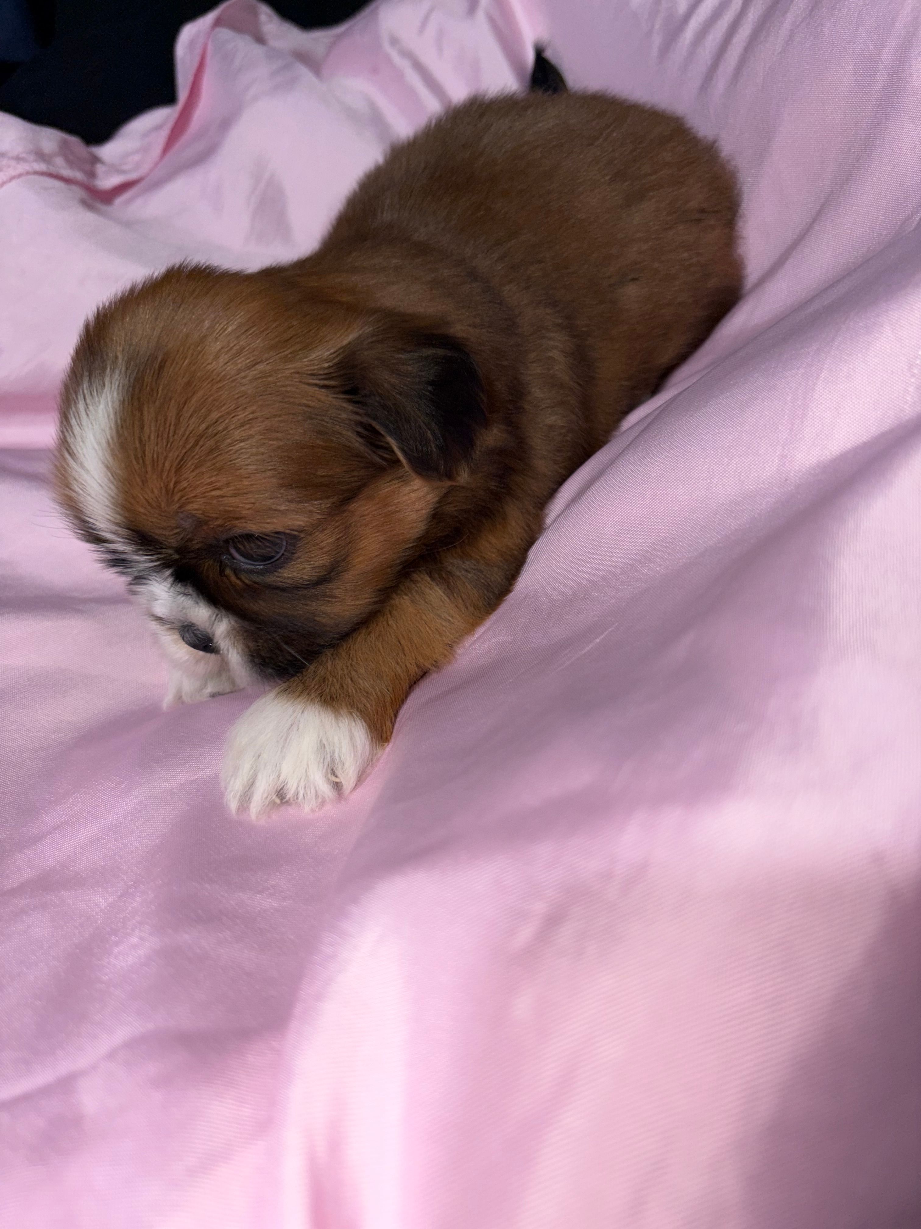 shih tzu 3 – Shih Tzu puppy for sale in Maryland City, MD