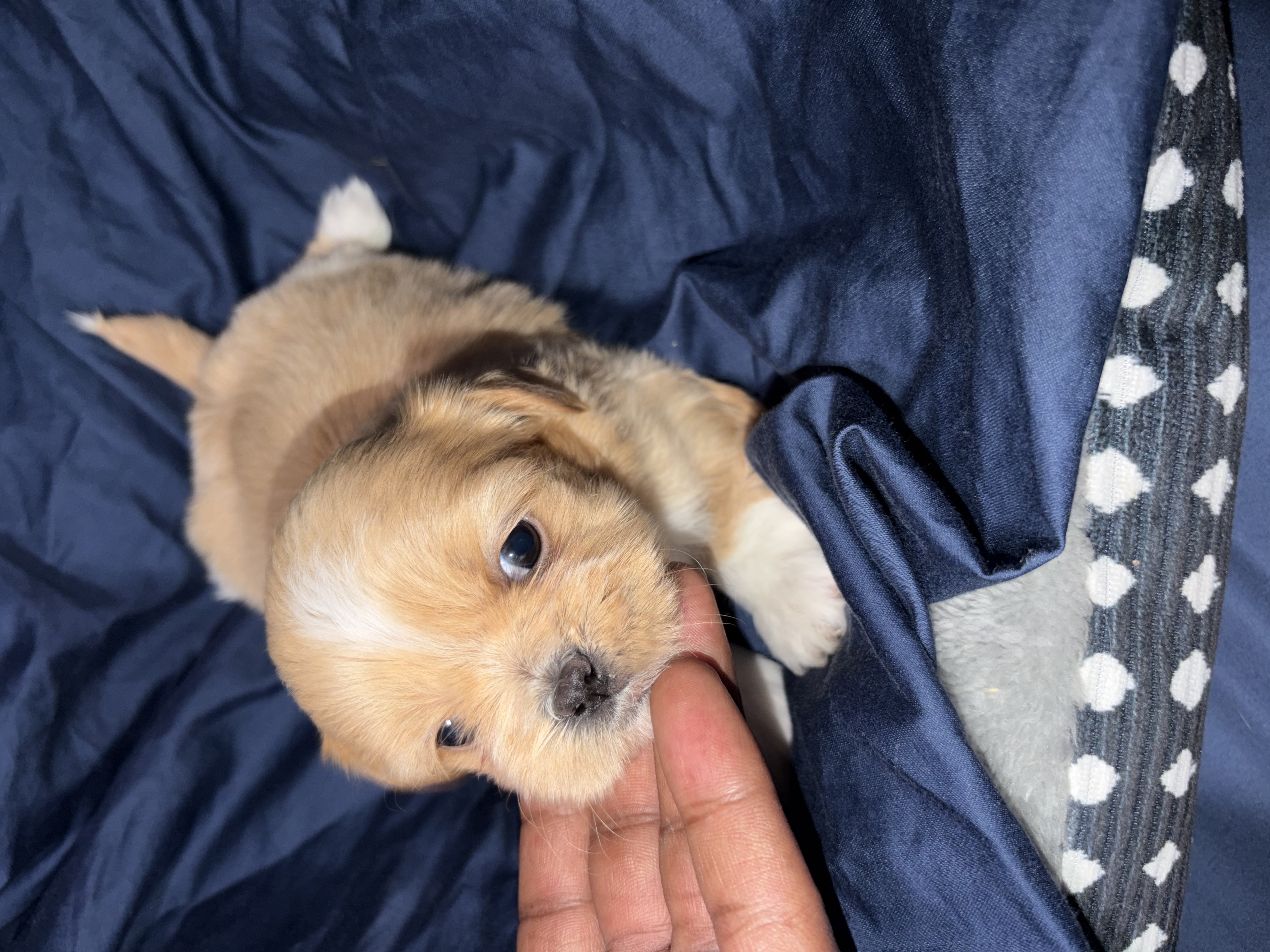 shi tzu 1 – Shih Tzu puppy for sale in Maryland City, MD