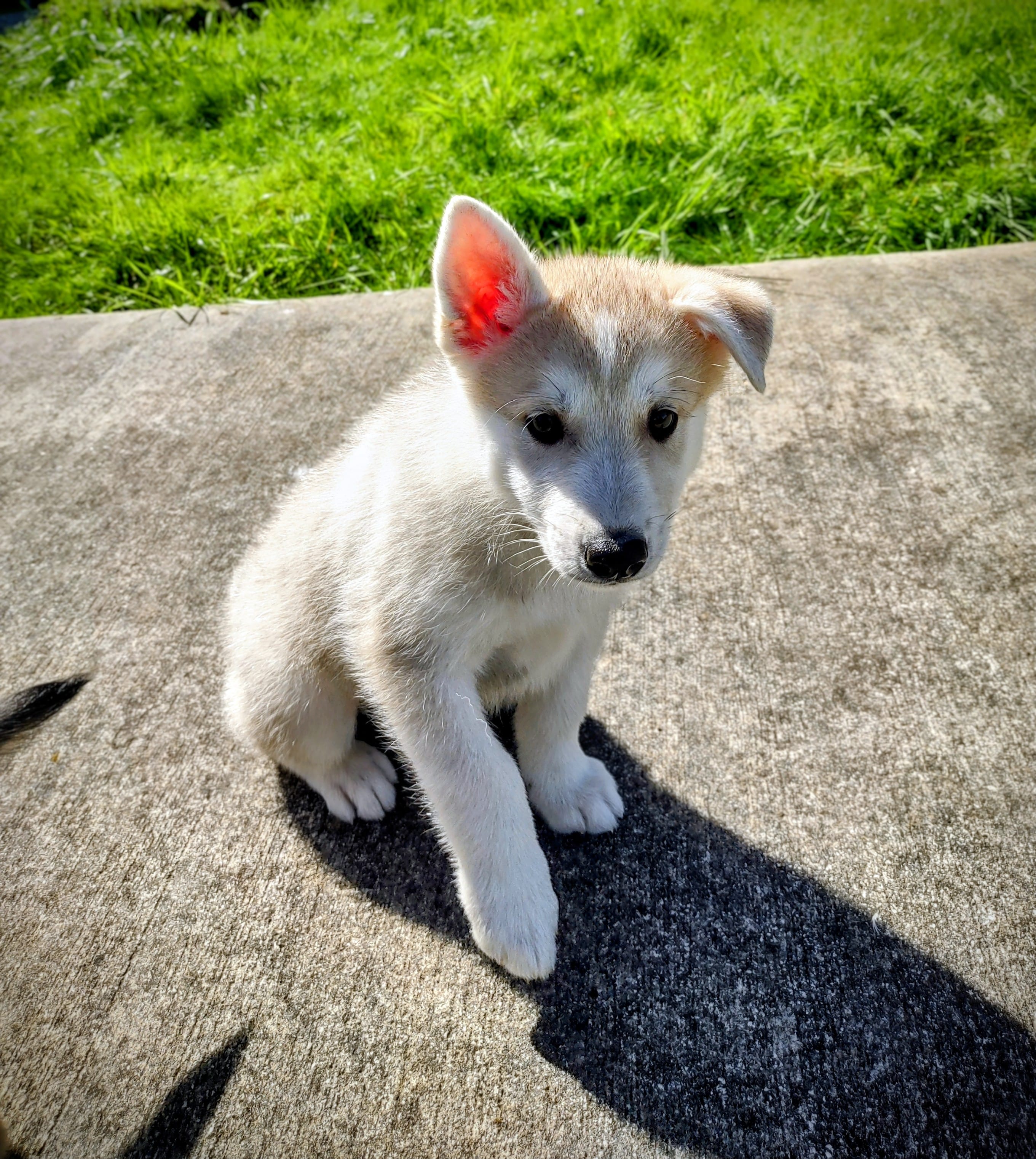 Grey Pup – Saarloos Wolfdog, Australian Shepherd puppy for sale in Ferndale, CA