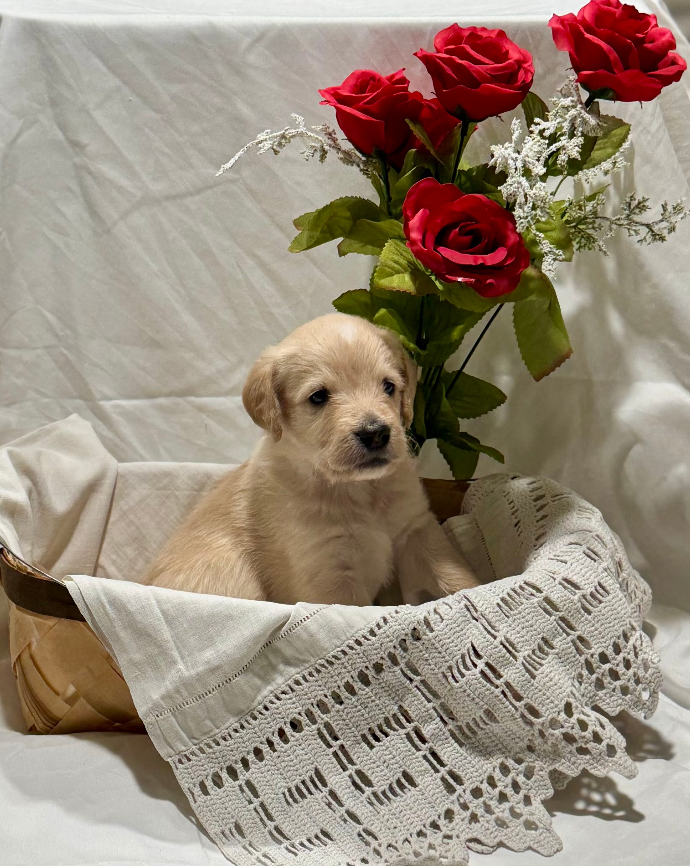 Eli – Labradoodle puppy for sale in Piedmont, AL