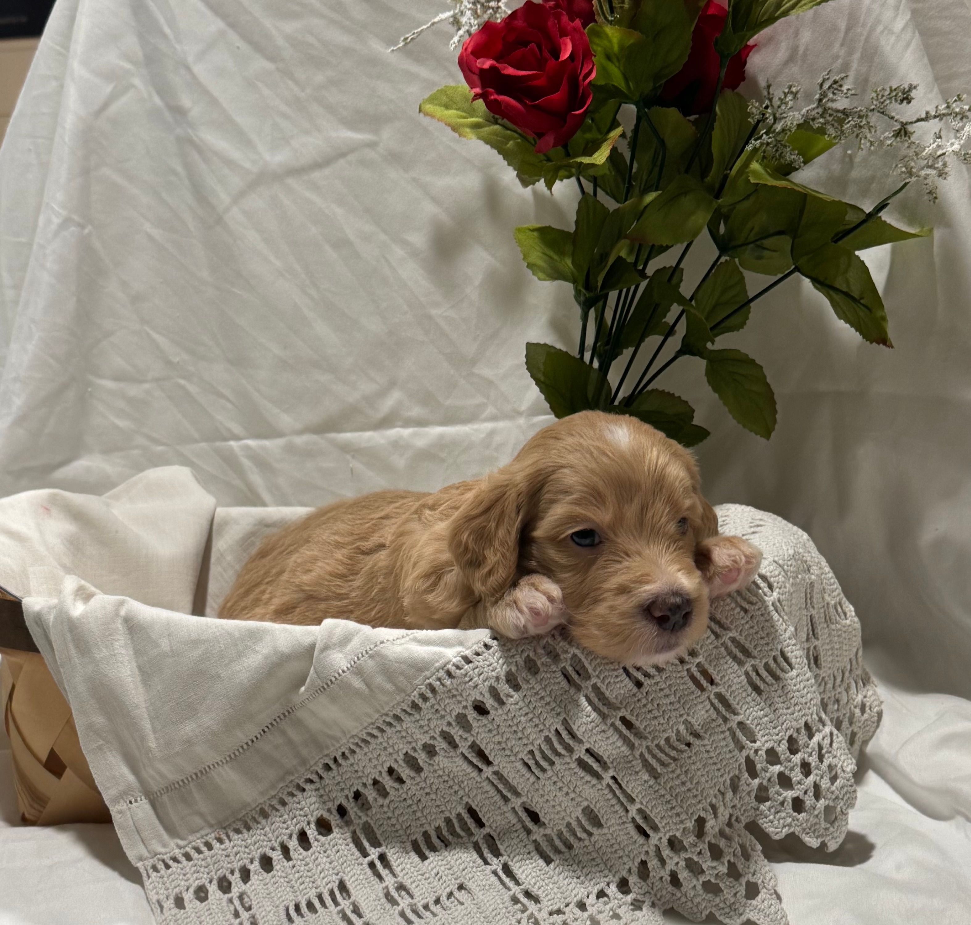 Princess – Labradoodle puppy for sale in Piedmont, AL