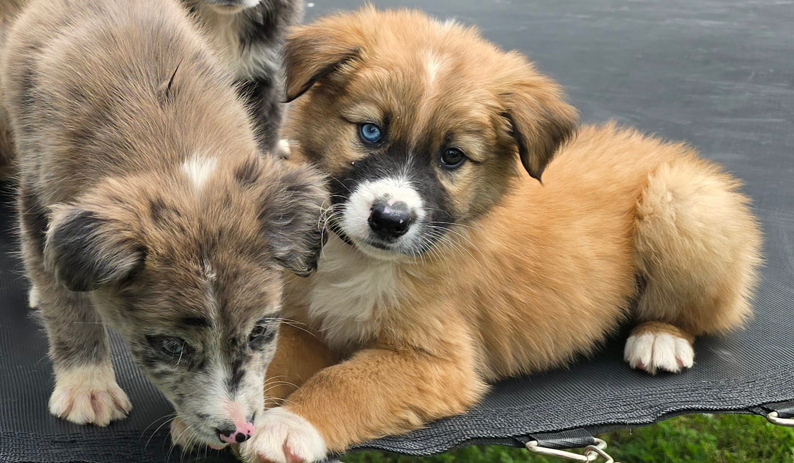 Loki – Australian Shepherd puppy for sale in Claremore, OK