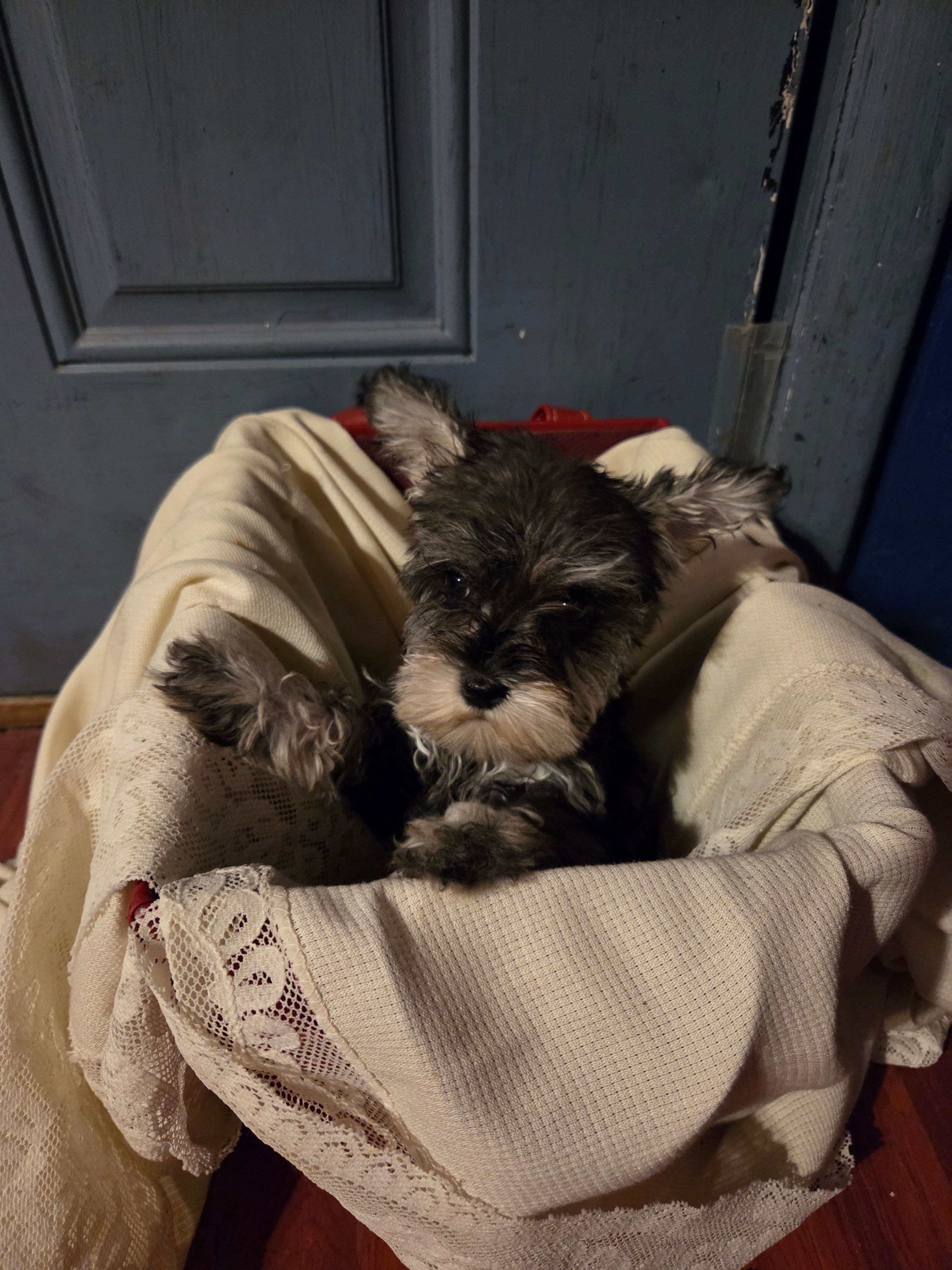 Strawberry  – Miniature Schnauzer puppy for sale in Wilburton, OK