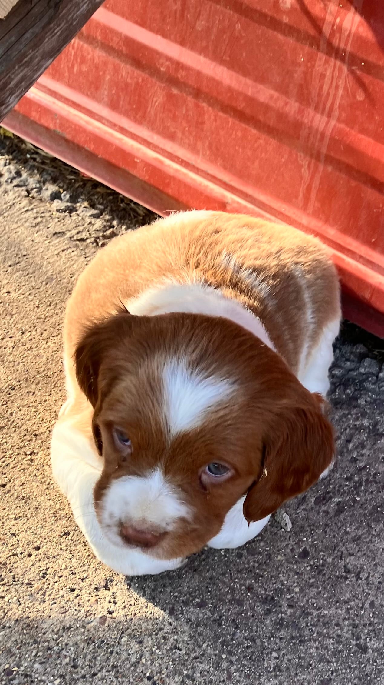 Cooper – Brittany puppy for sale in Windom, MN
