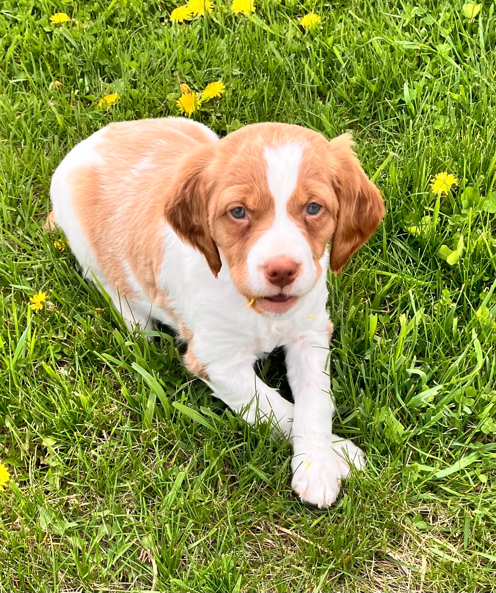 Chase – Brittany puppy for sale in Windom, MN