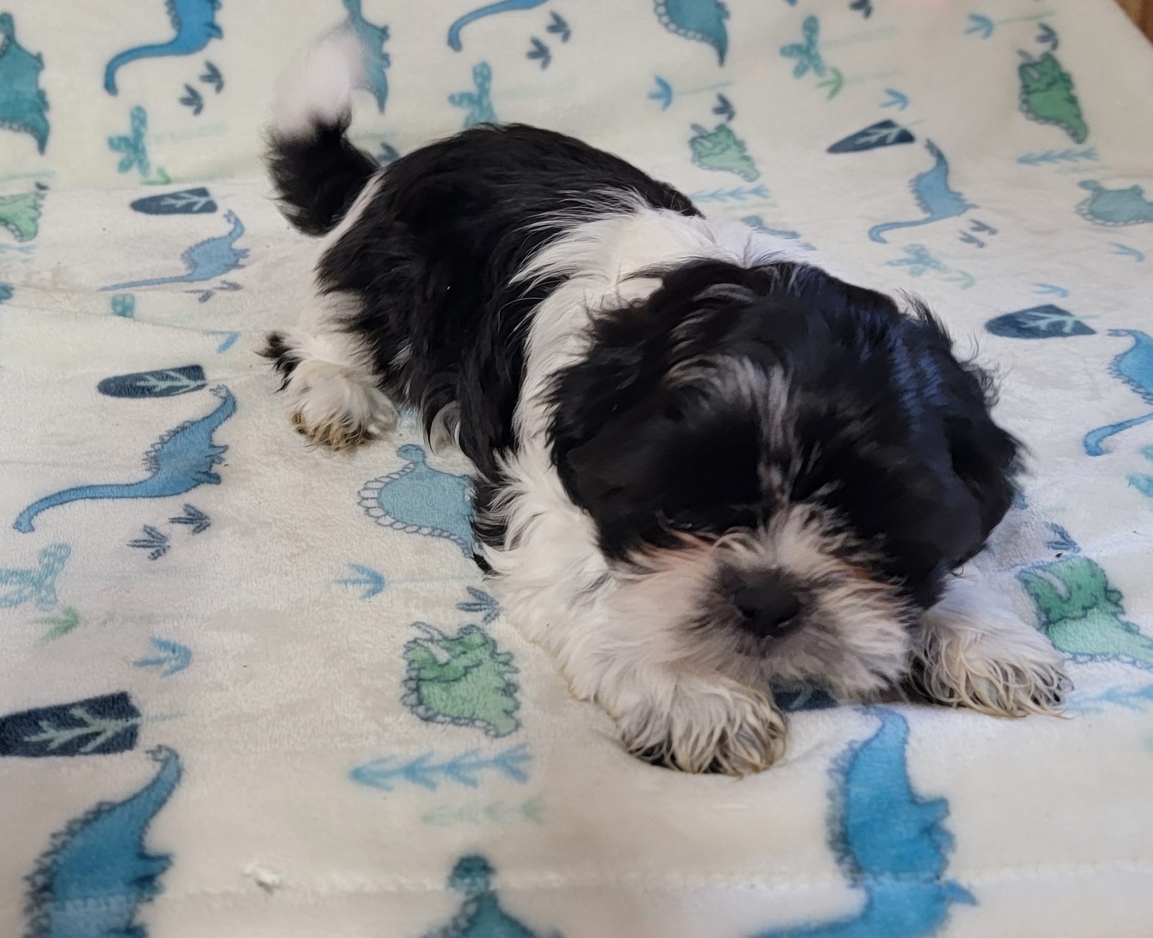 Fidget – Shih Tzu puppy for sale in Richfield, NC