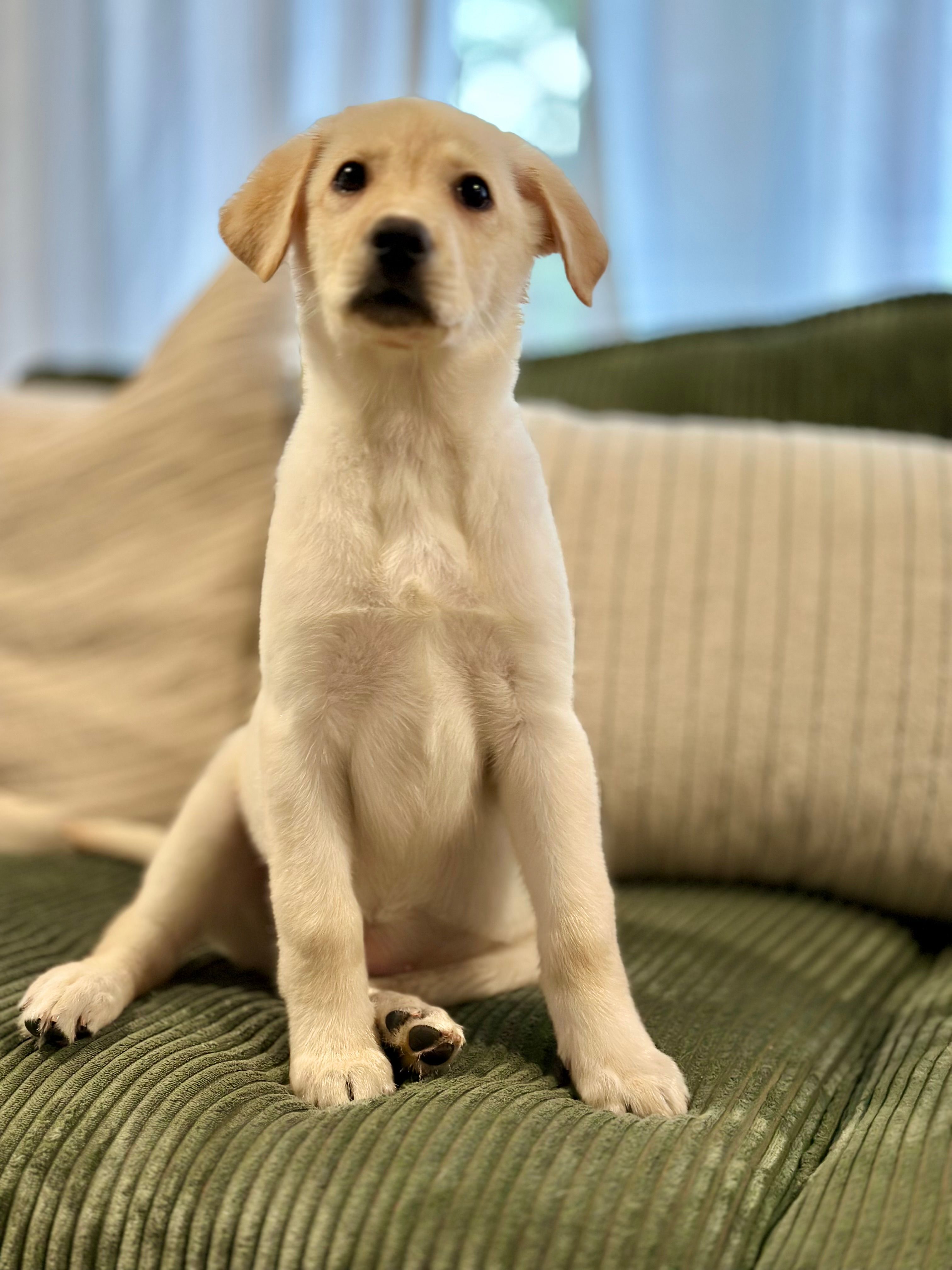 Juliet – German Shepherd Dog, Labrador Retriever puppy for sale in East Lansing, MI