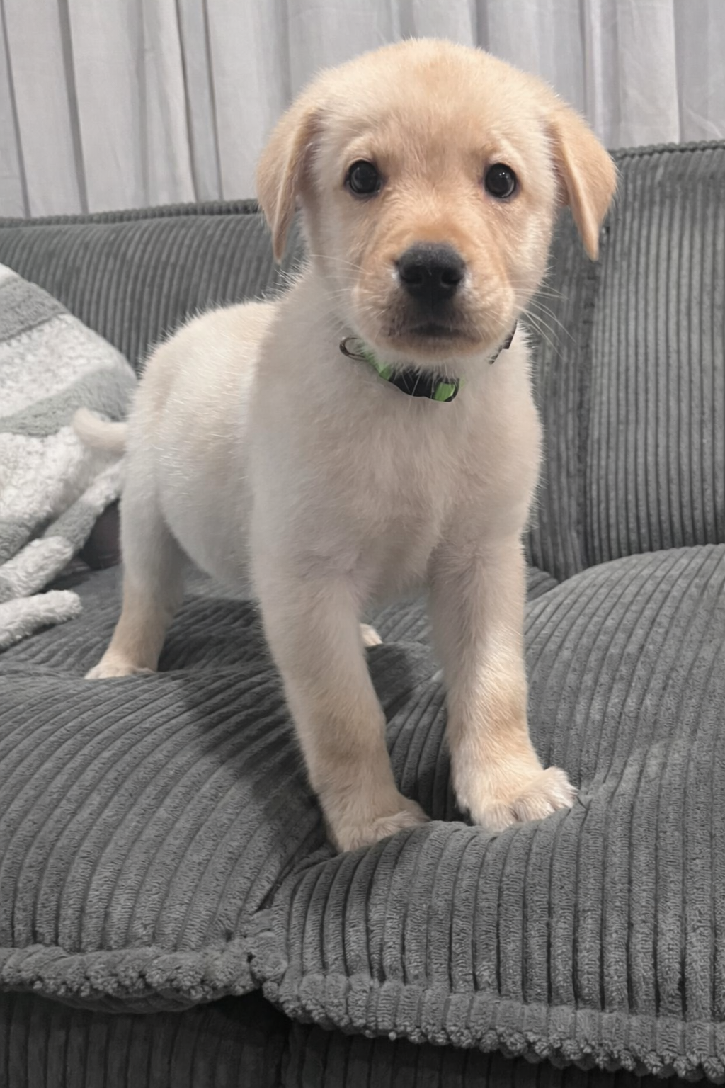 Rocky (green collar)